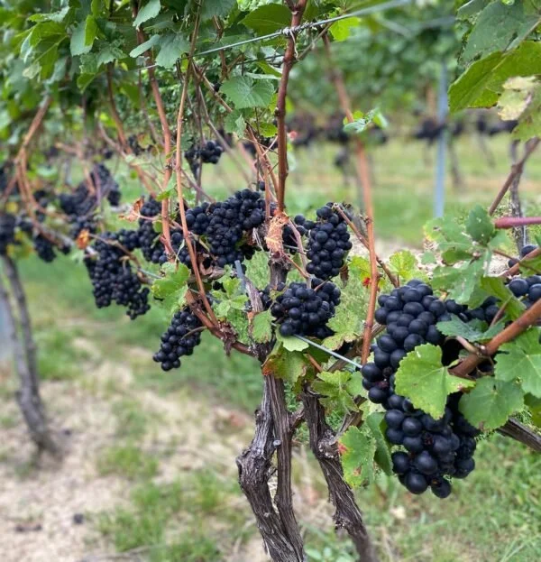 Pinot Noir ready for harvest