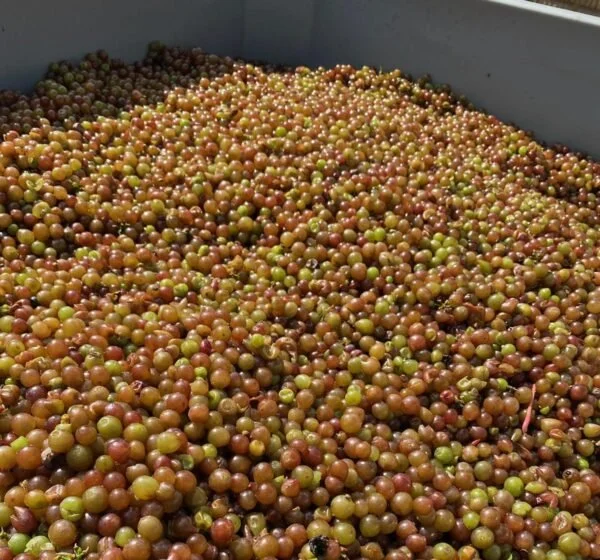 More perfectly machine picked Pinot Gris