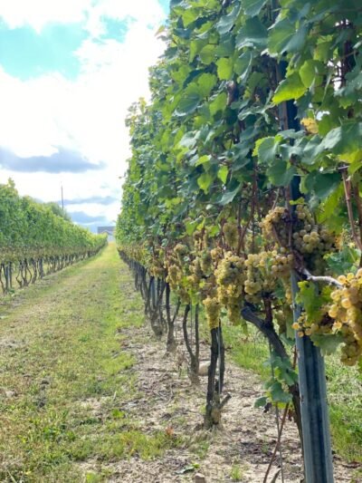 Chardonnay ready for harvest