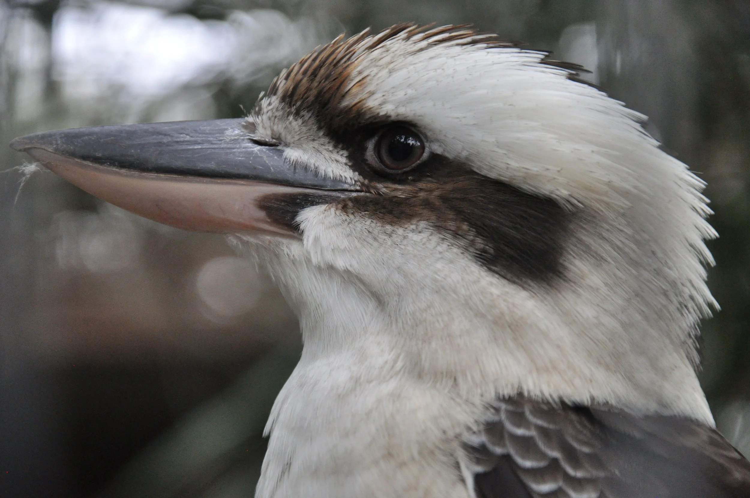 Kookabura