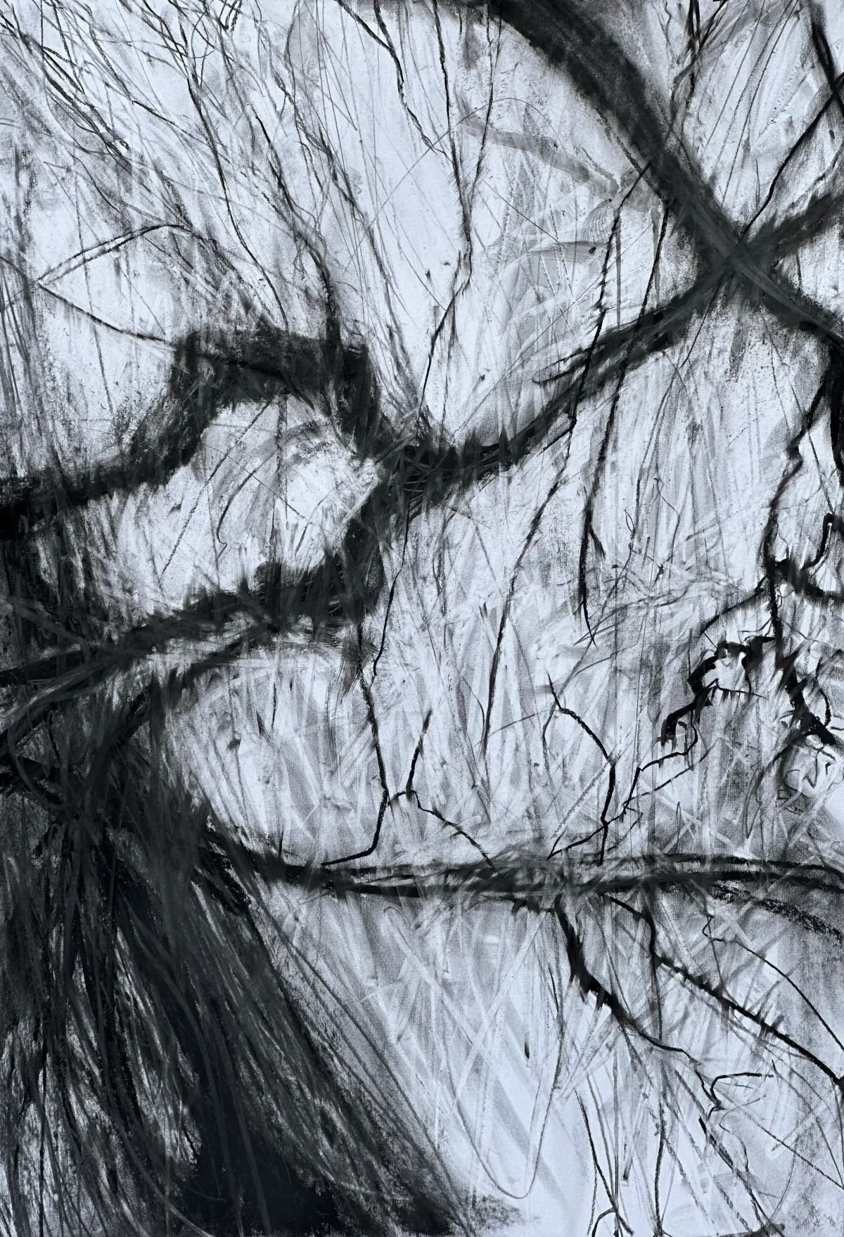 Tree Portraits 5