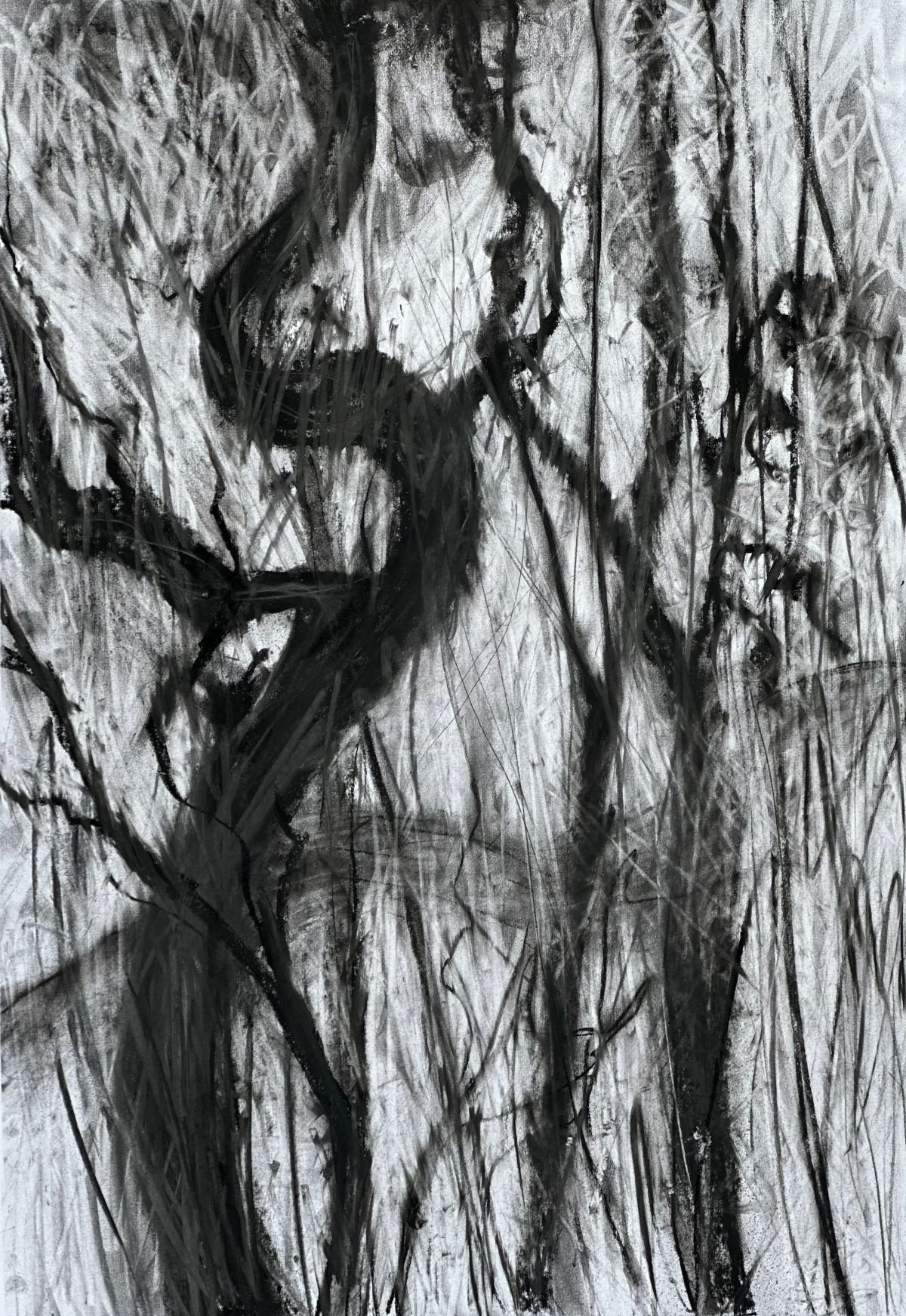 Tree Portraits 3