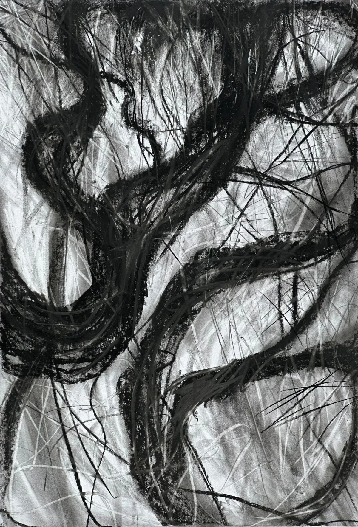 Tree Portraits 2