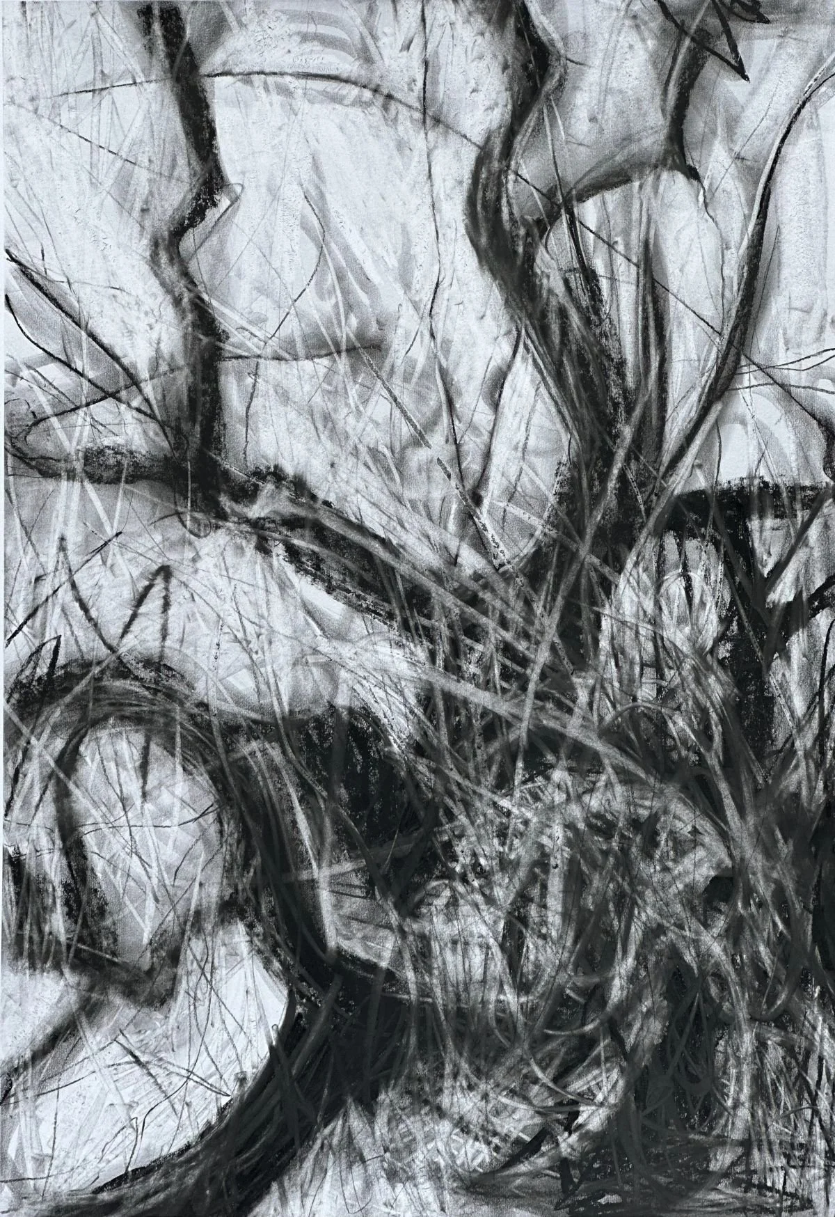 Tree Portrait 1 CBURBRIDGE.jpg