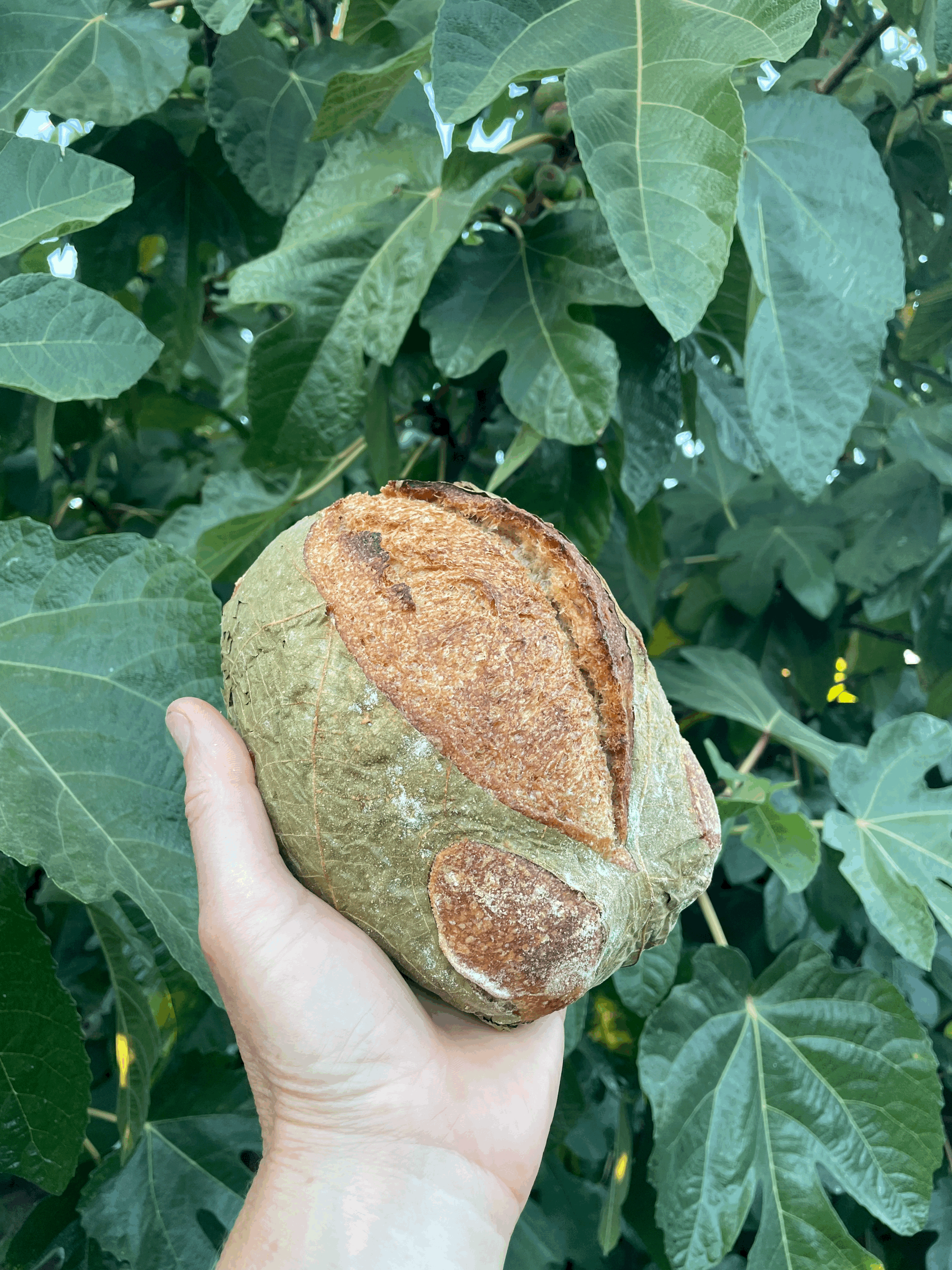 tempImageYpXUeV.gif
