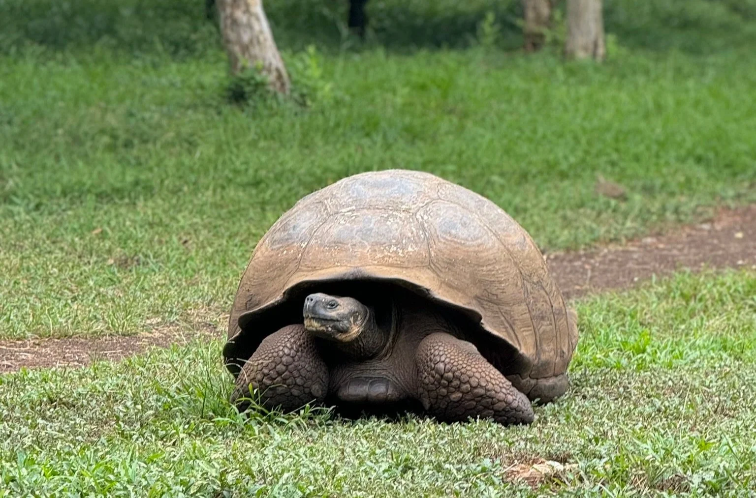 The Galápagos Tortoise!