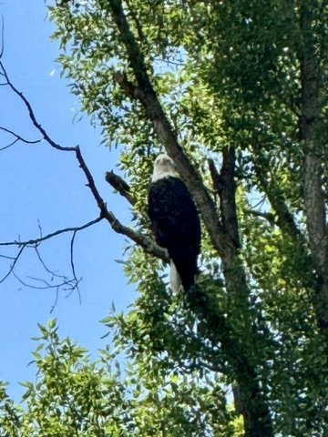 Bald Eagle
