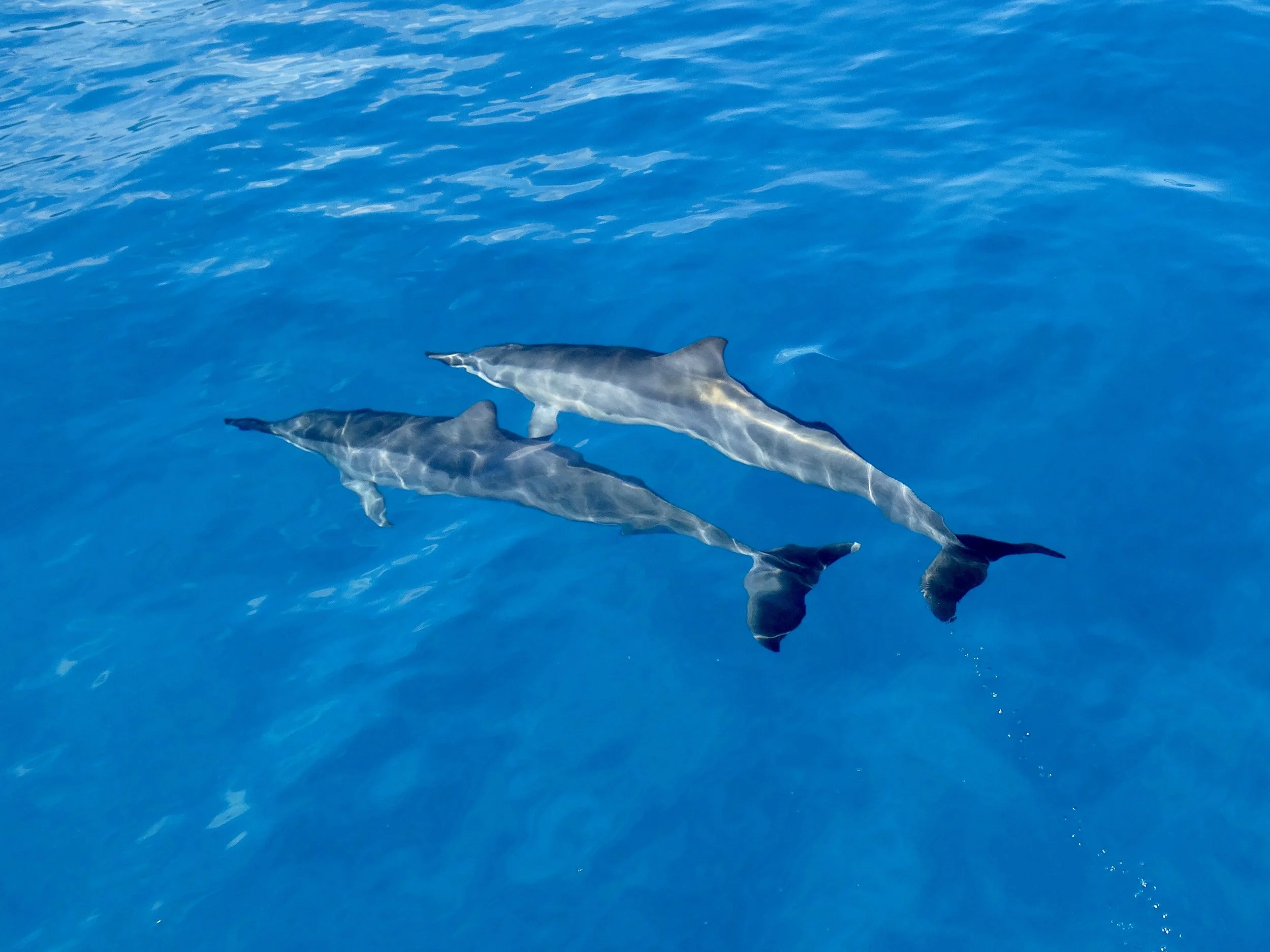 Dolphins along the Na Pali Coast