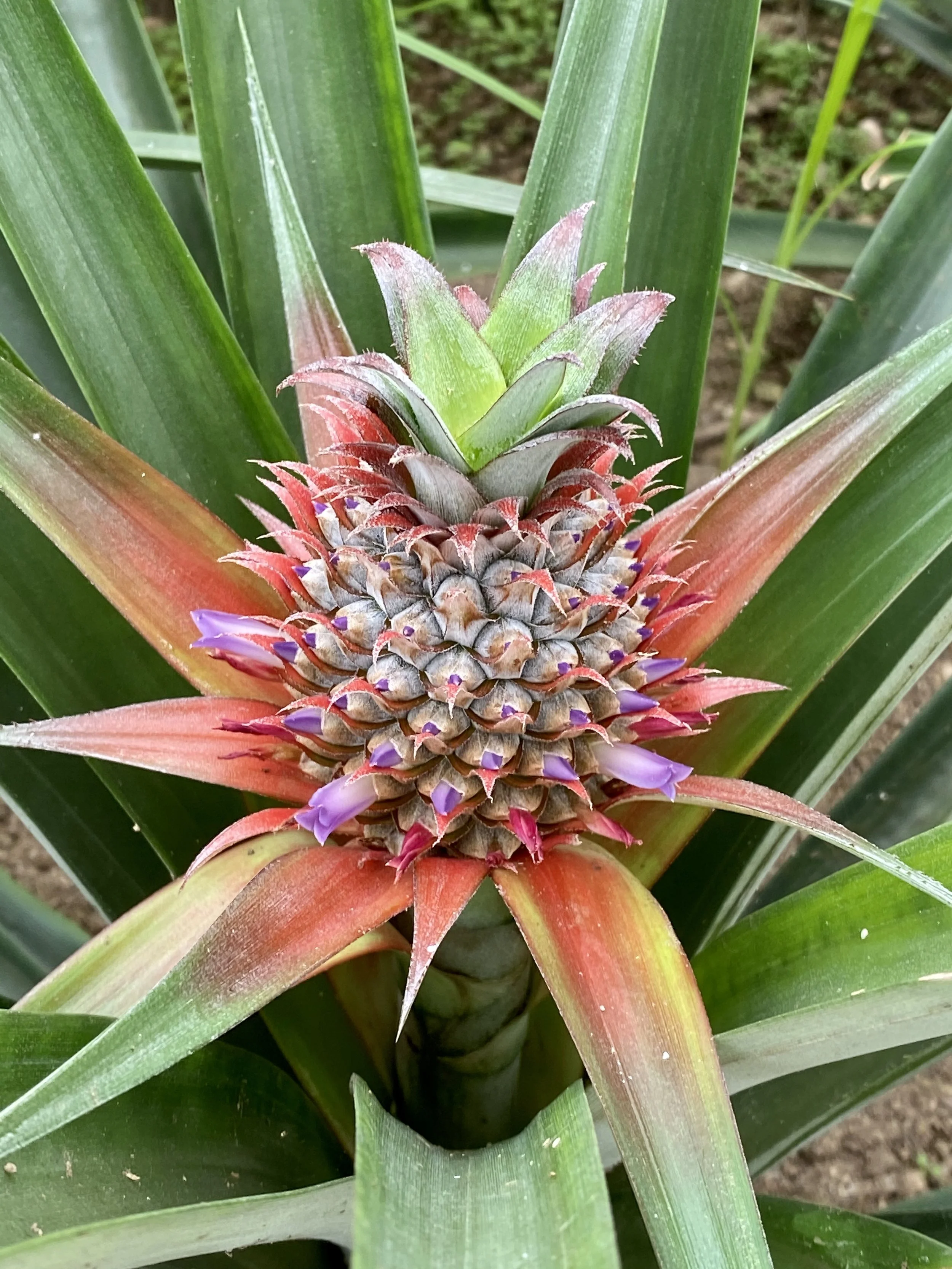 Azorean Pineapple