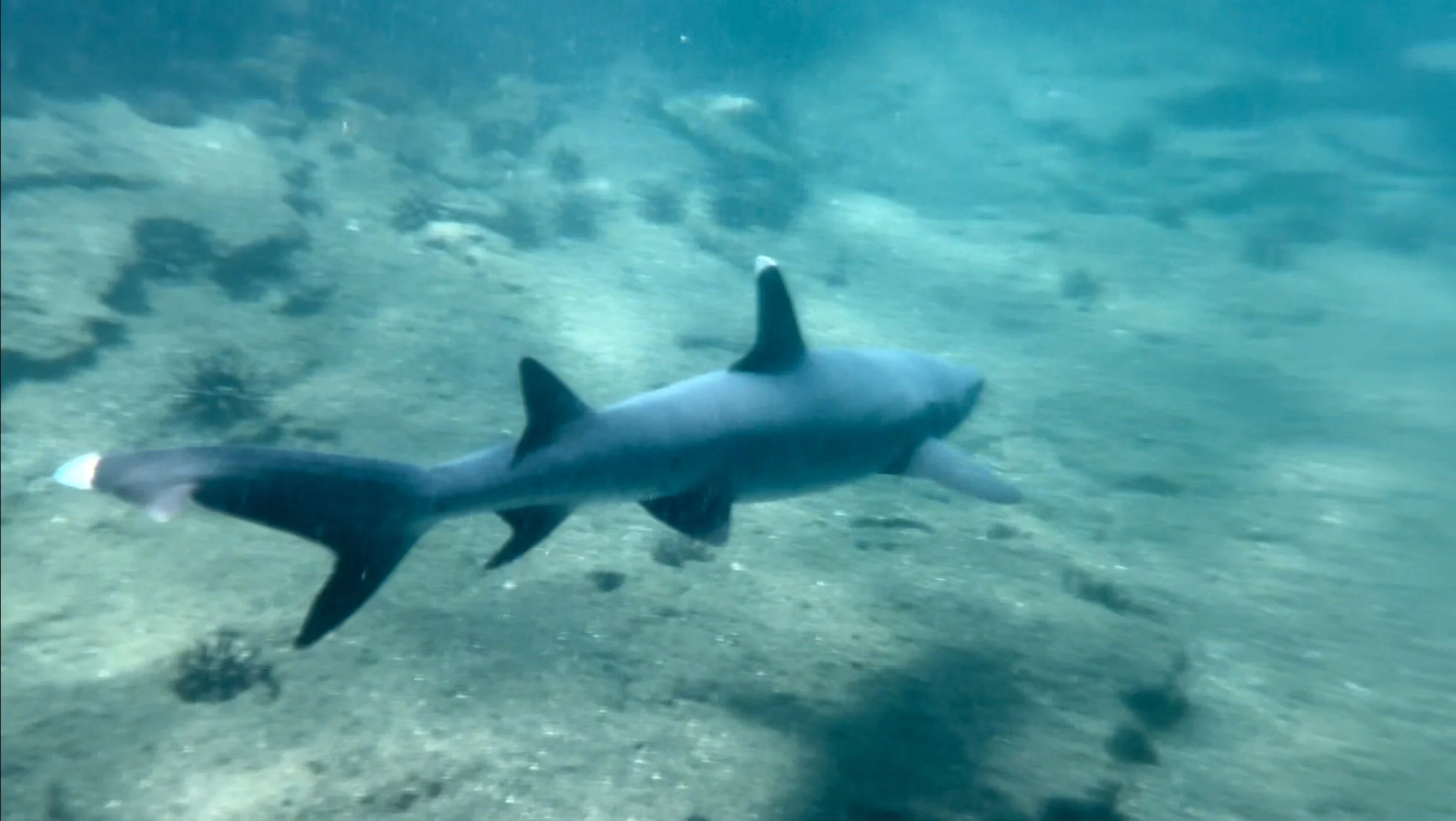 Whitetip Reef Shark