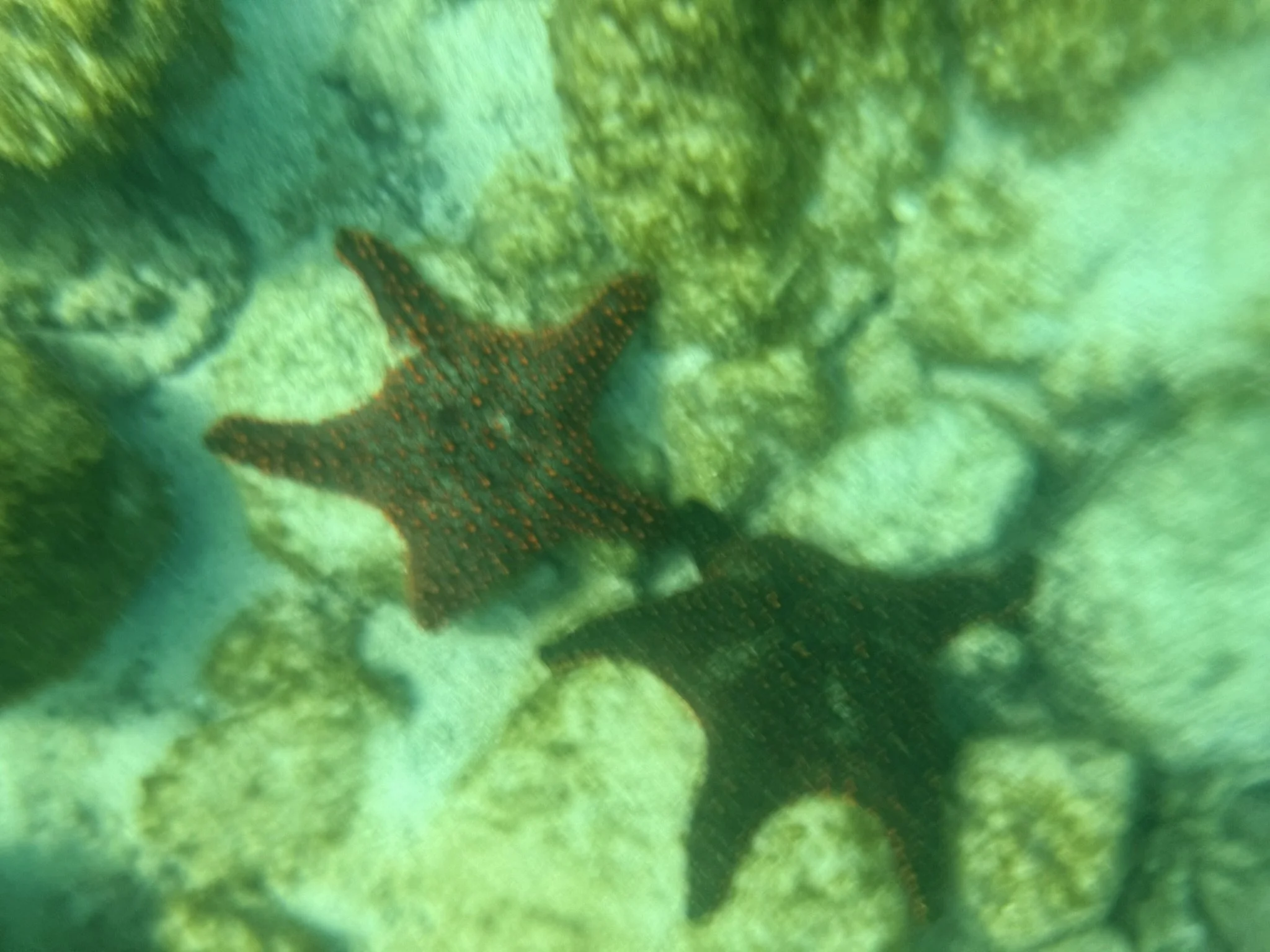 Galapagos Sea Star (Star Fish)