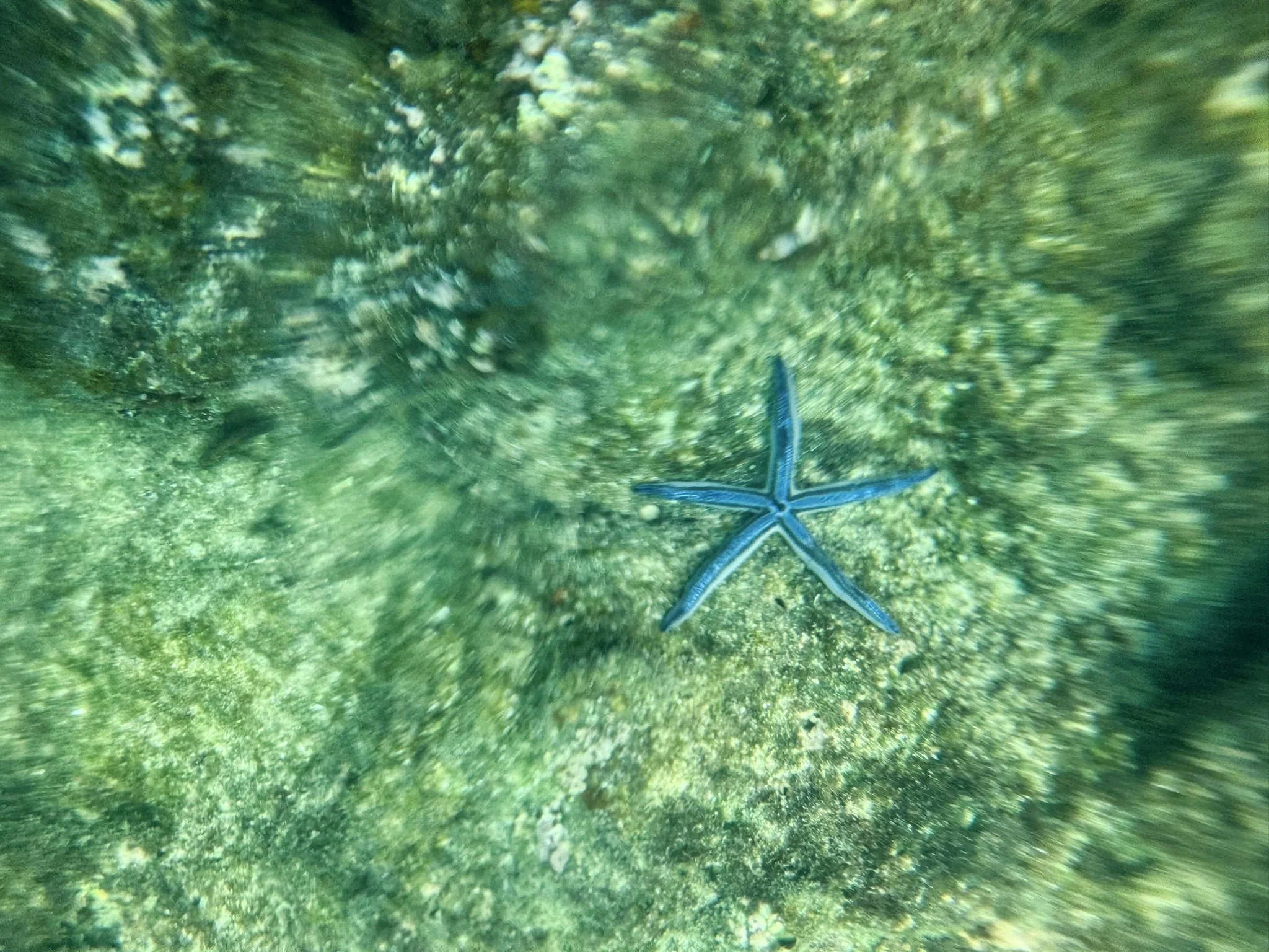 Blue Sea Star (Star Fish) 