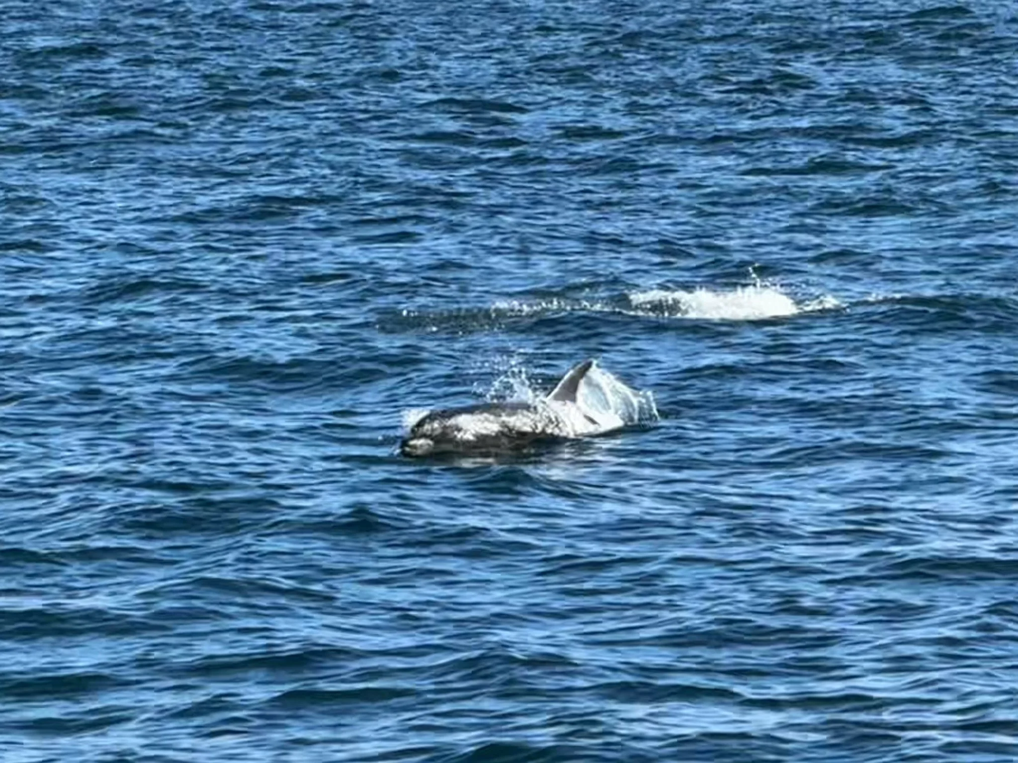 Dolphins
