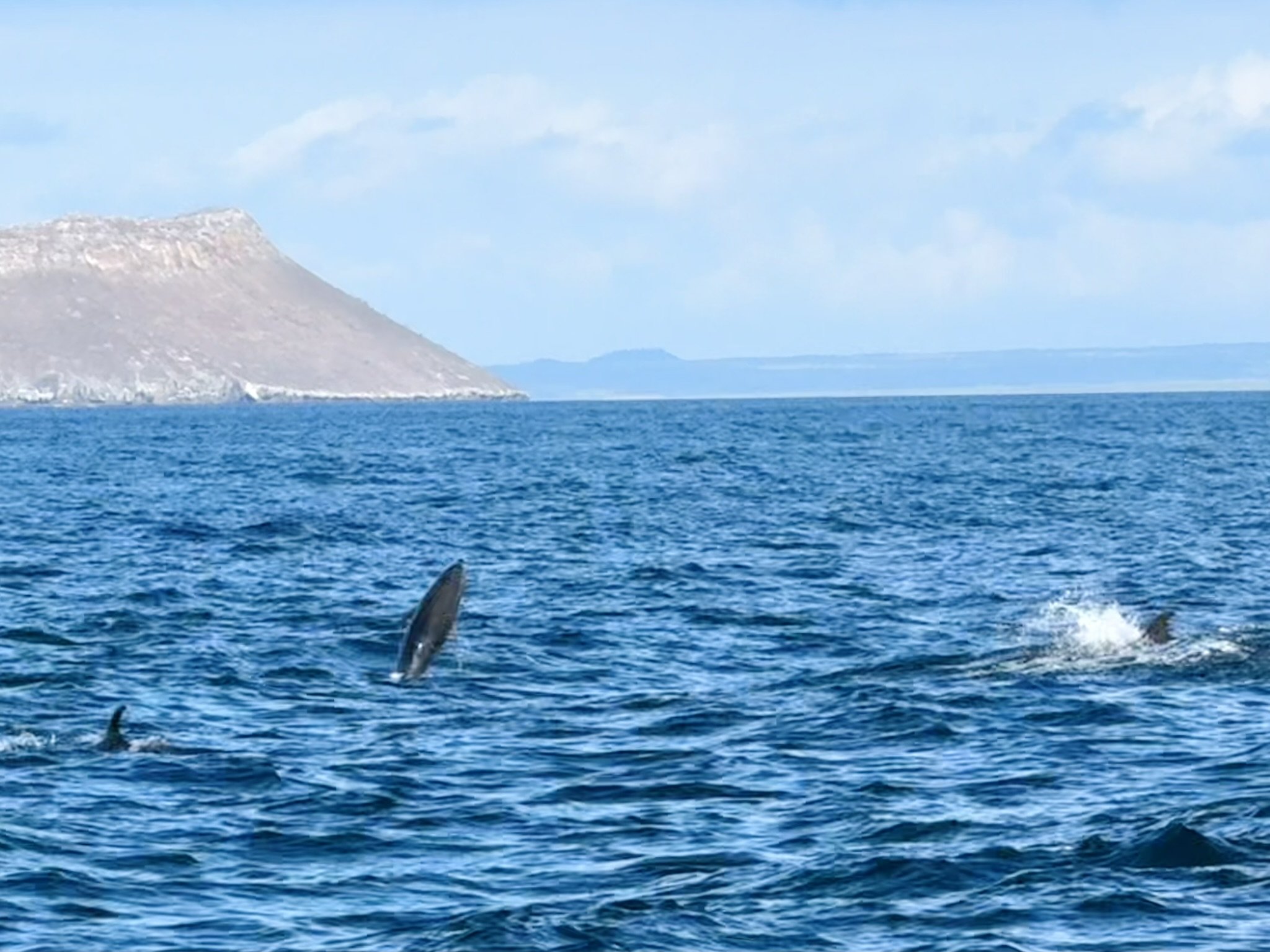 Dolphins