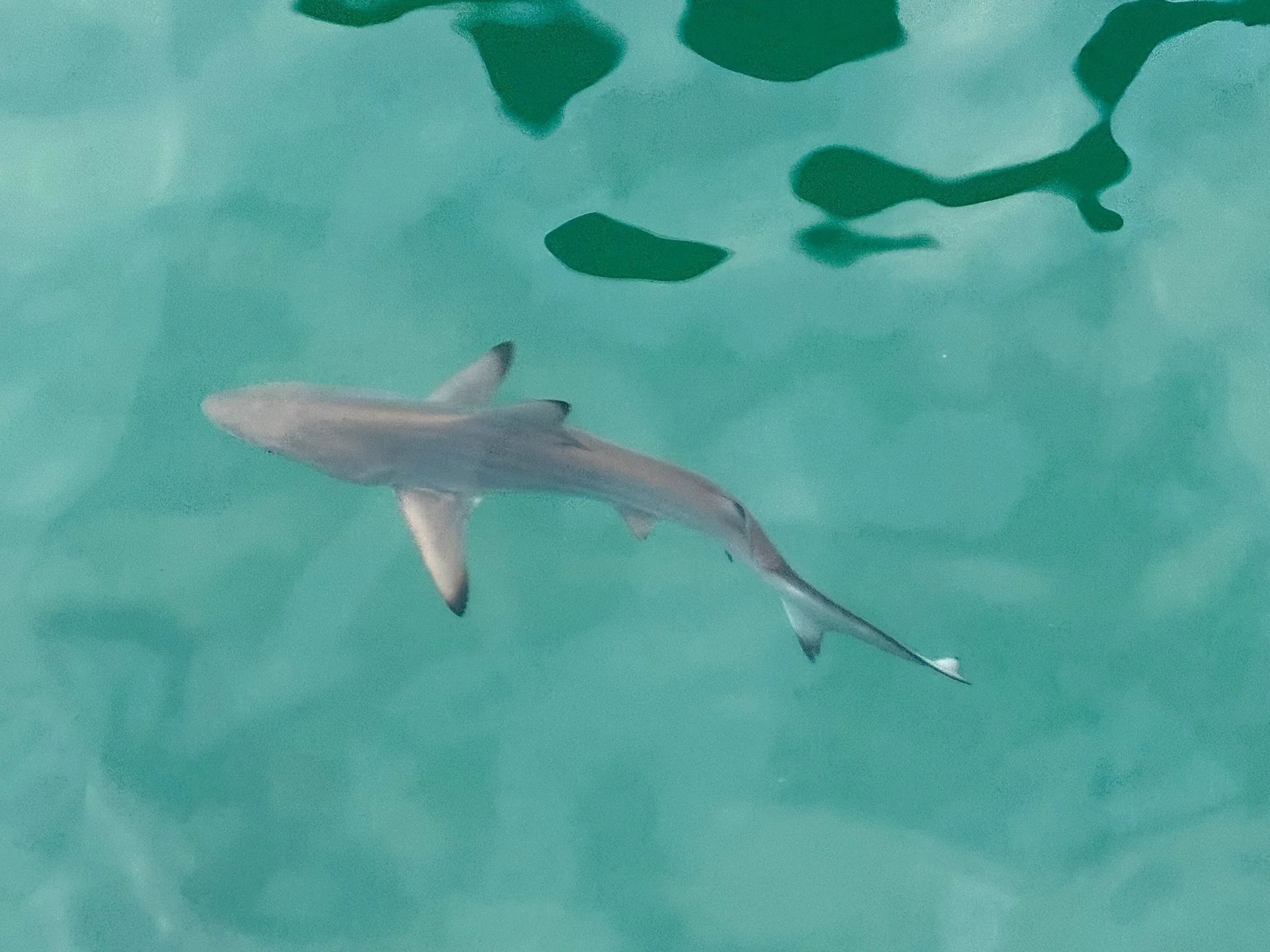 Blacktip Reef Shark