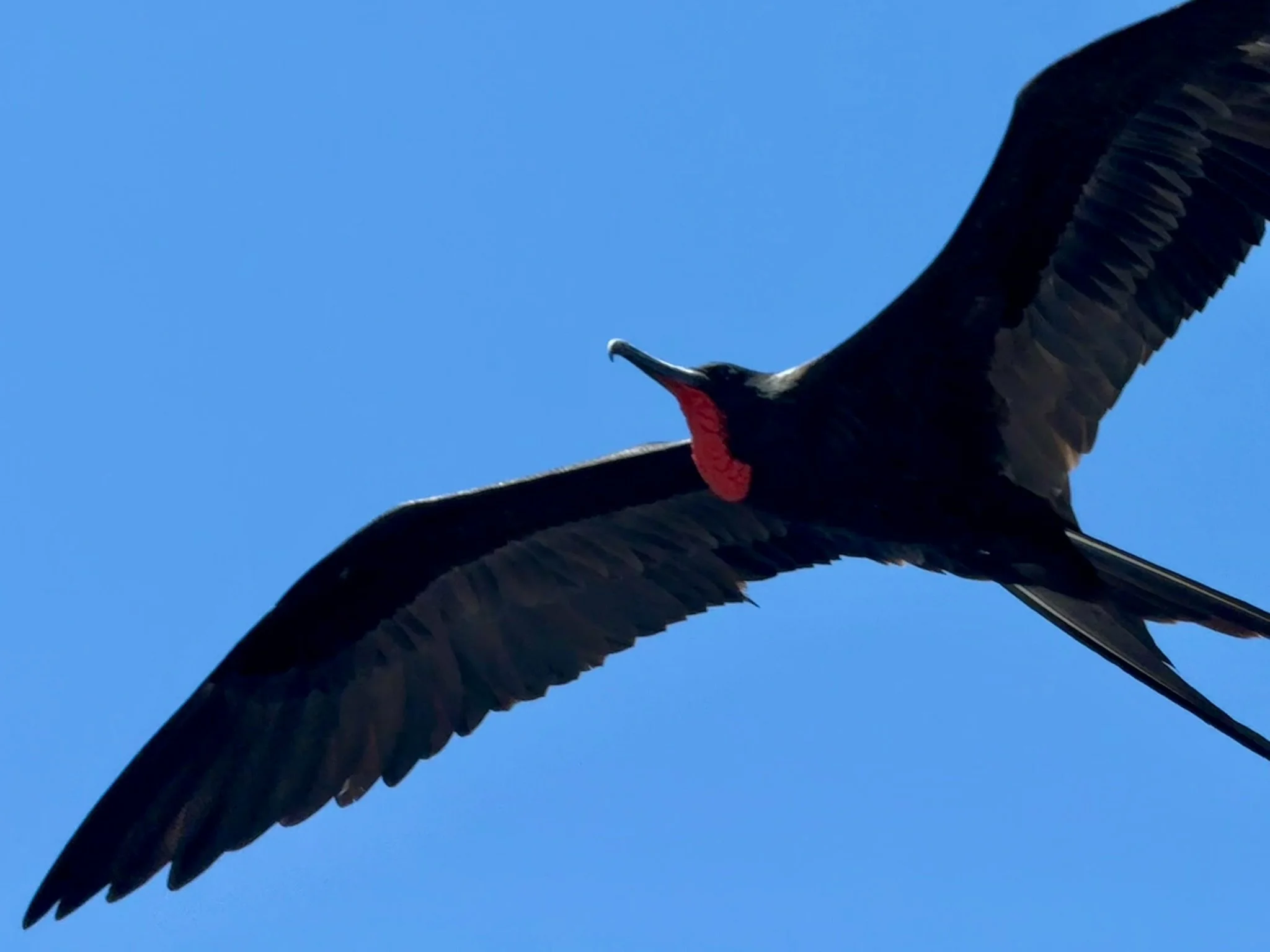 Frigate Bird