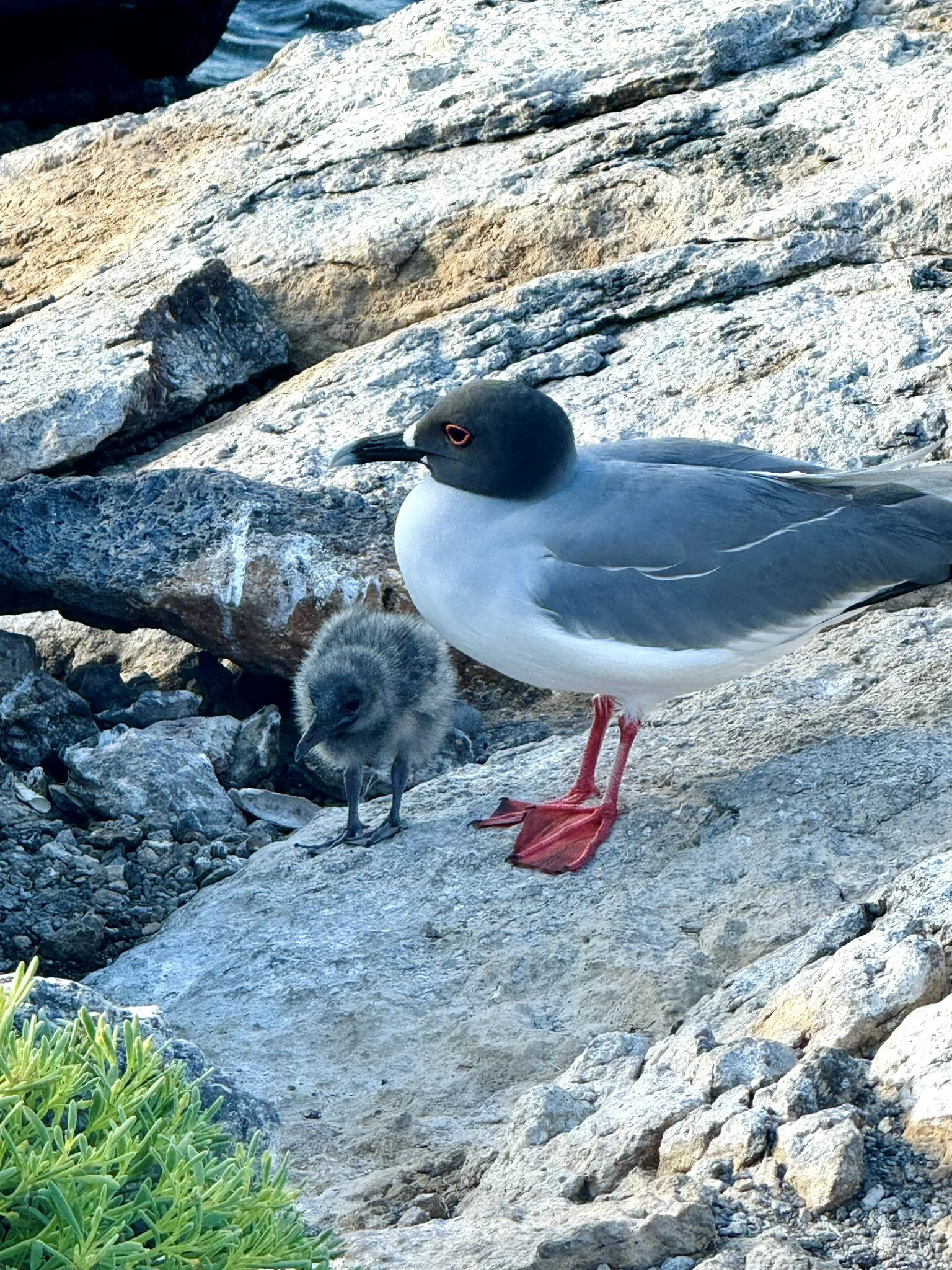 Swallow-Tailed Gull
