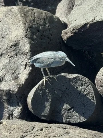 Lava Heron