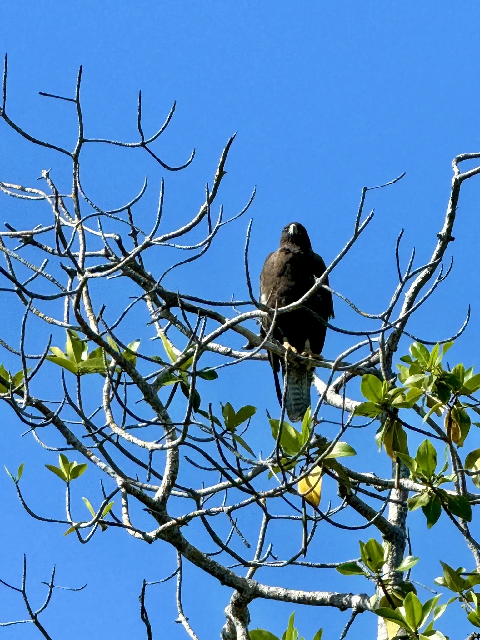 Galapagos Hawk