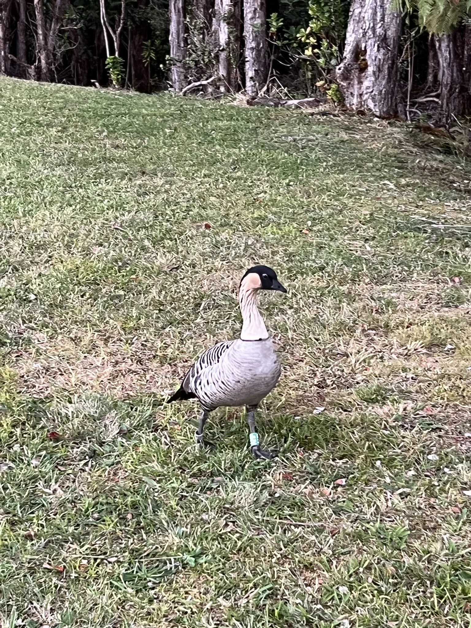 Nene, the Hawaiian Goose