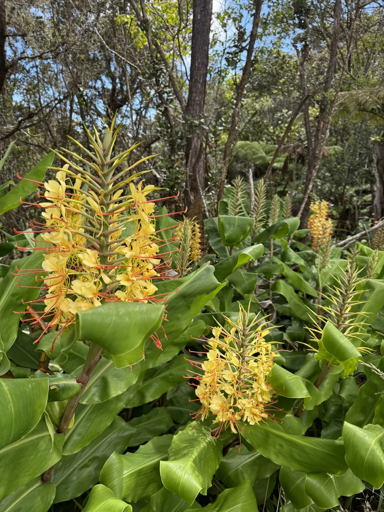Foliage outside of the Thurston Lava Tube