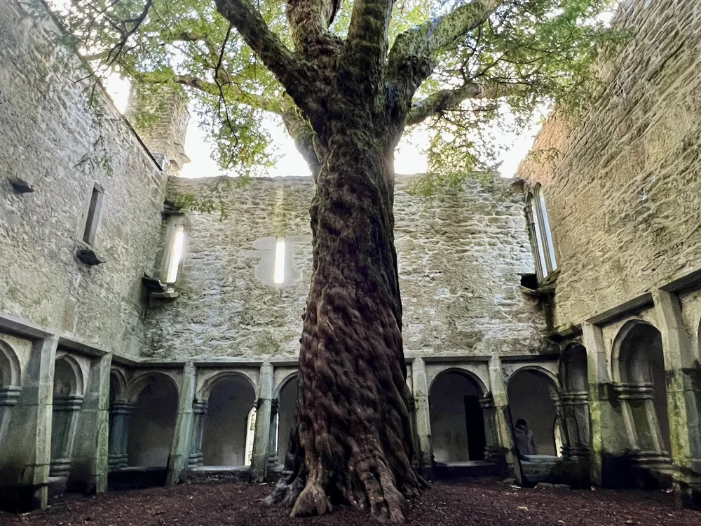 Muckross Abbey