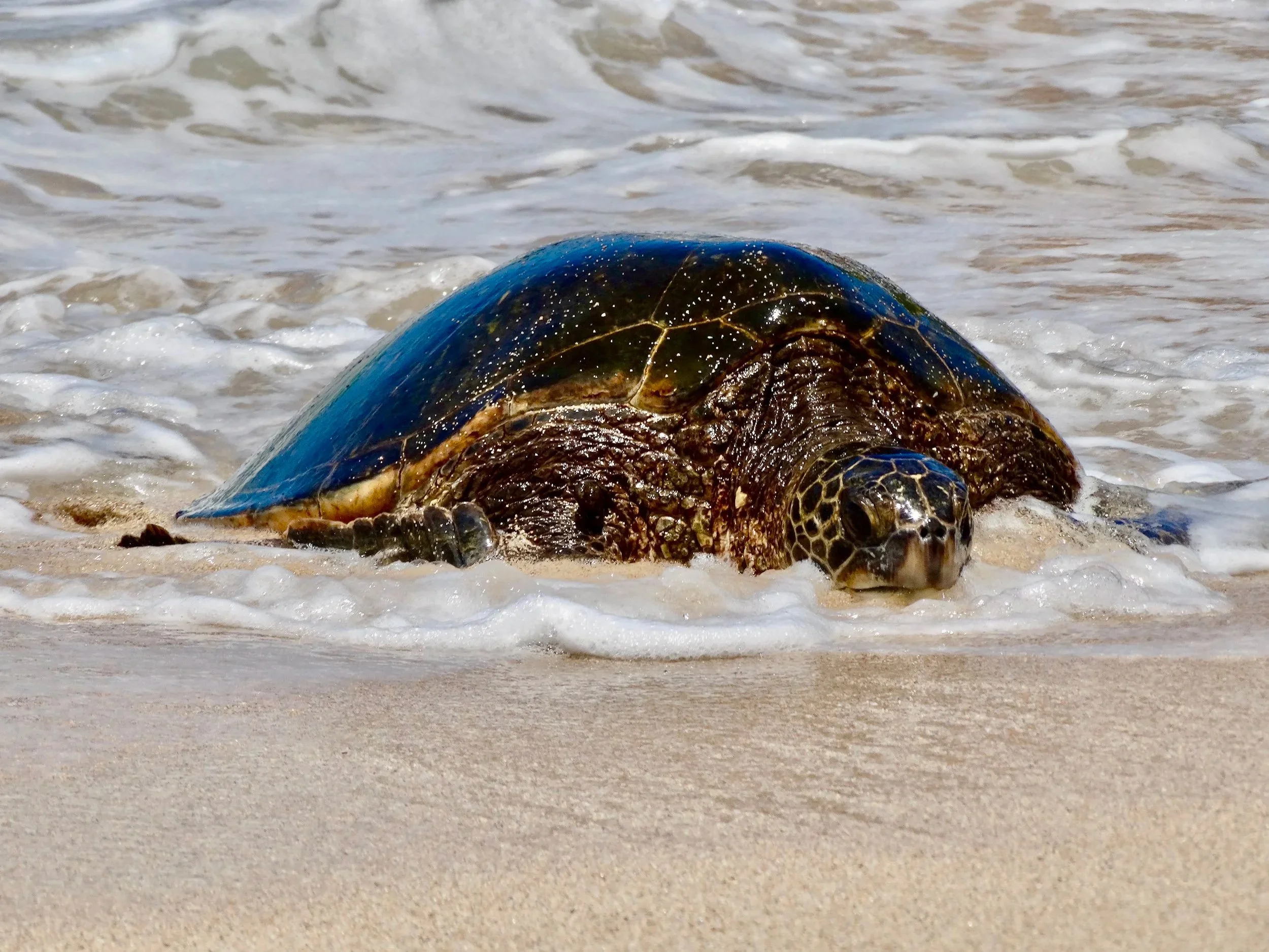 Sea Turtle on Ho'okipa Beach Park 