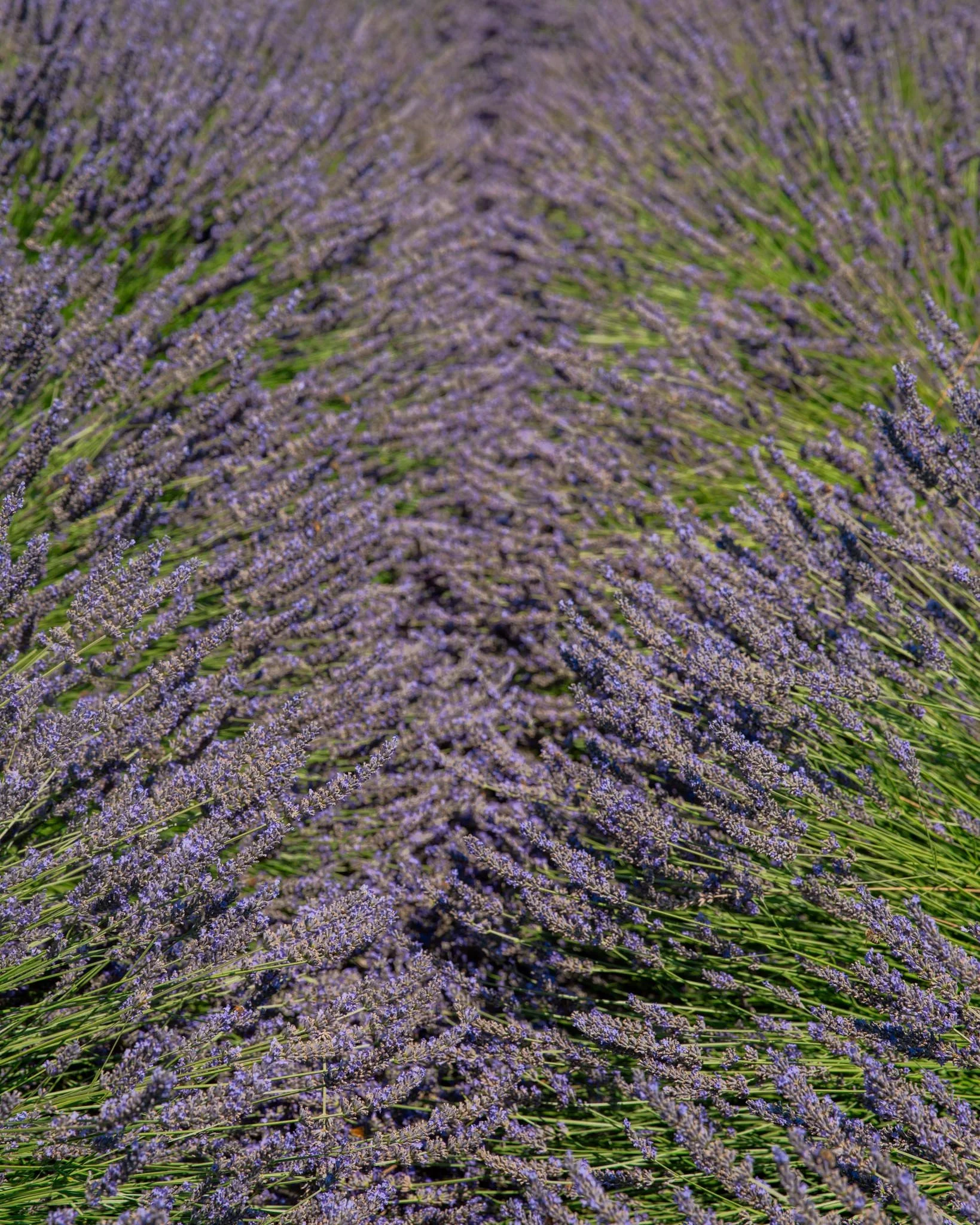 20230729-_DSC2031.jpg