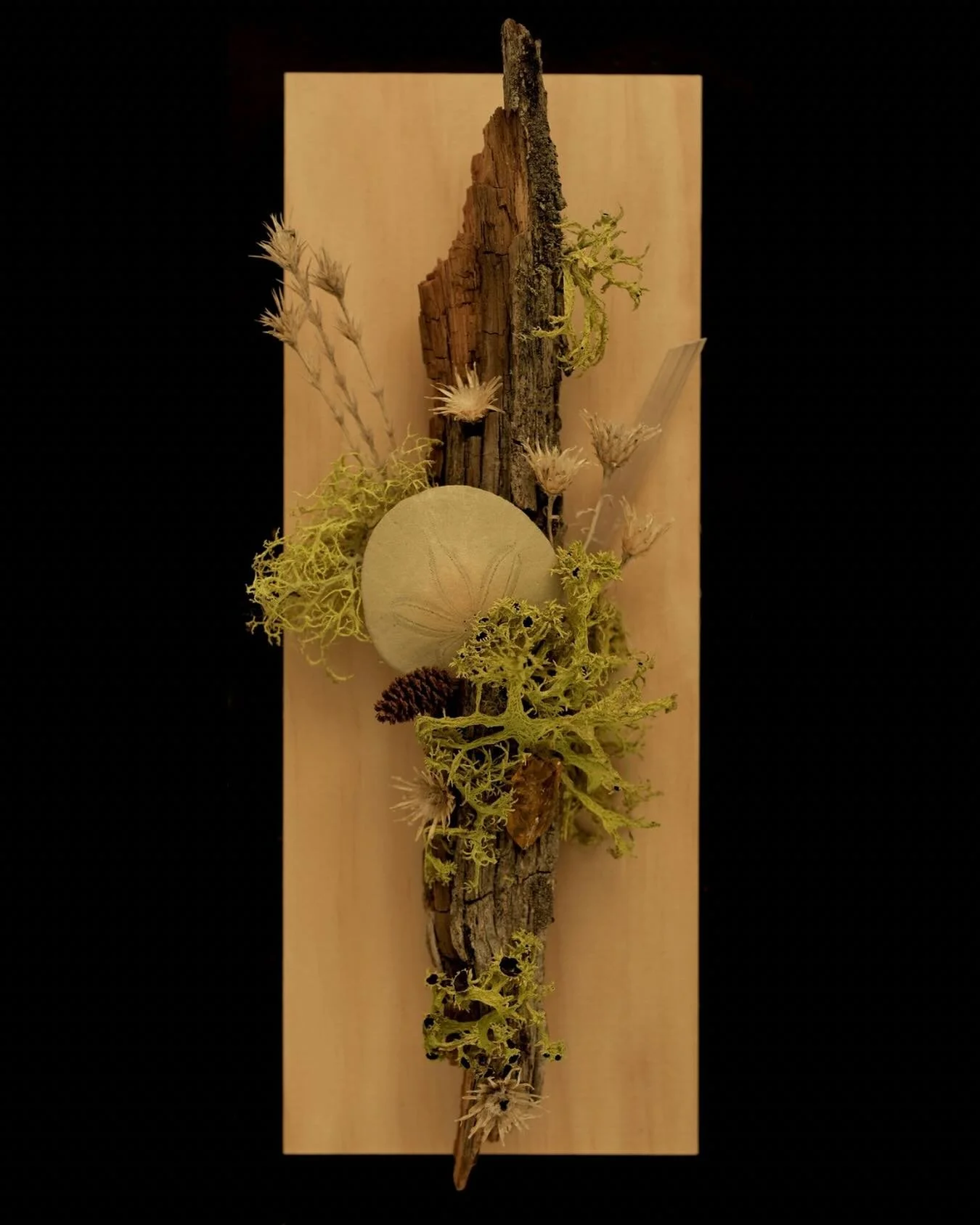 &ldquo;Altar of Earthborn Knowing&rdquo;
 Rooted in the memory of oceans and forests, this altar speaks of ancient codes and subtle awakenings. The baby sand dollar holds sacred geometry of divine emergence. Yellow calcite (or golden healer) ignites 