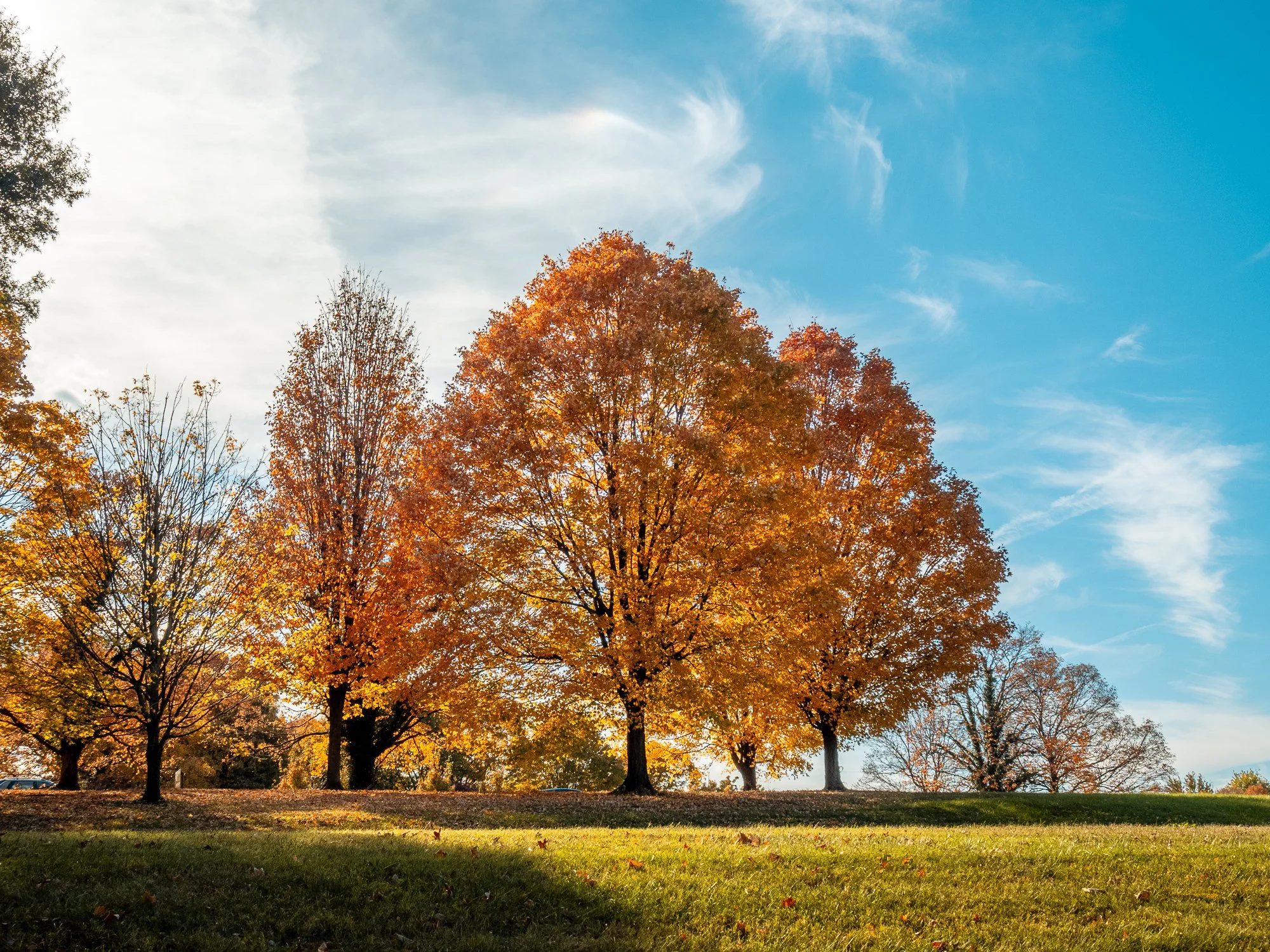 Oct-26-Three autumn trees by the George Washington Parkway-full.jpg