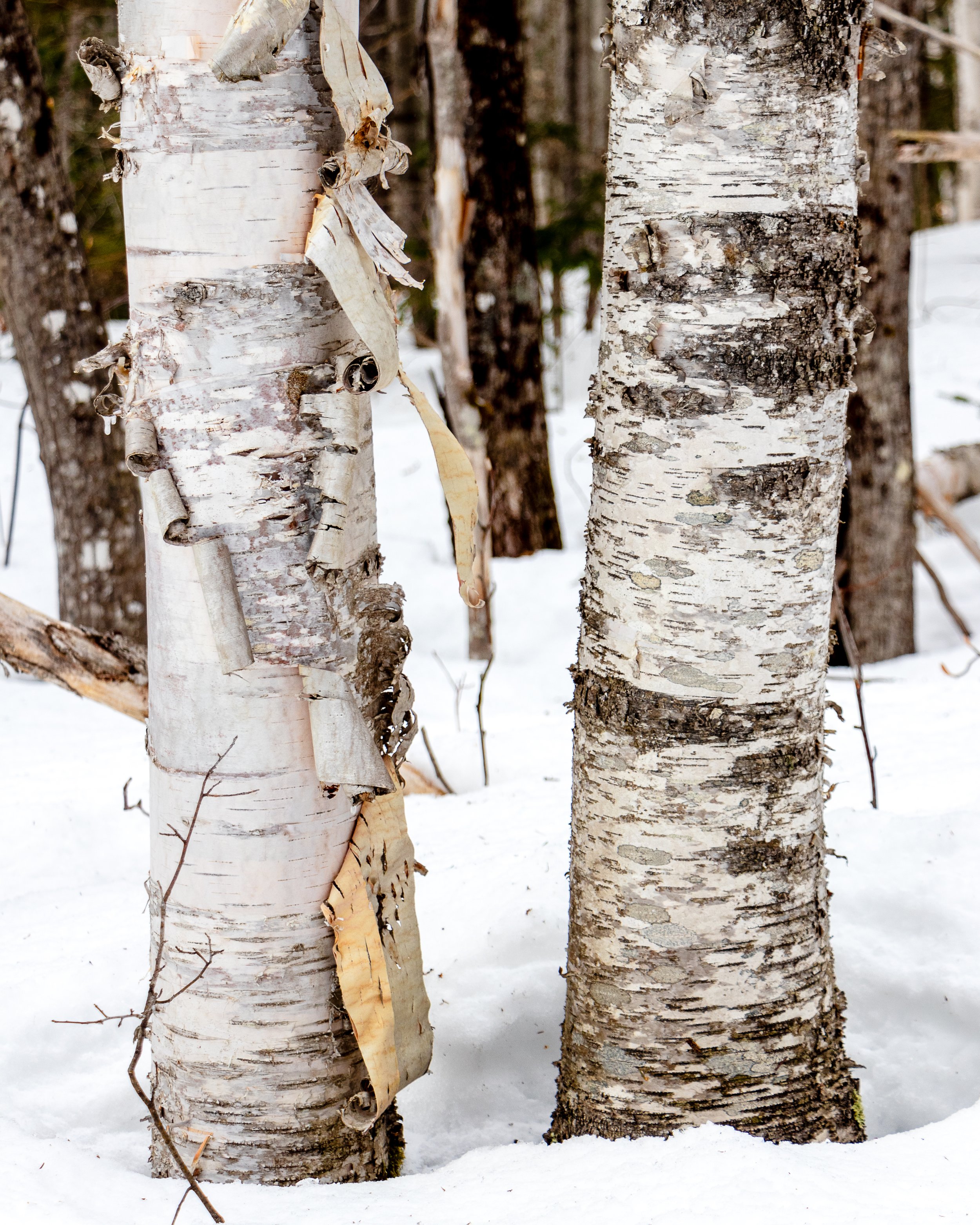 birches-2.jpg