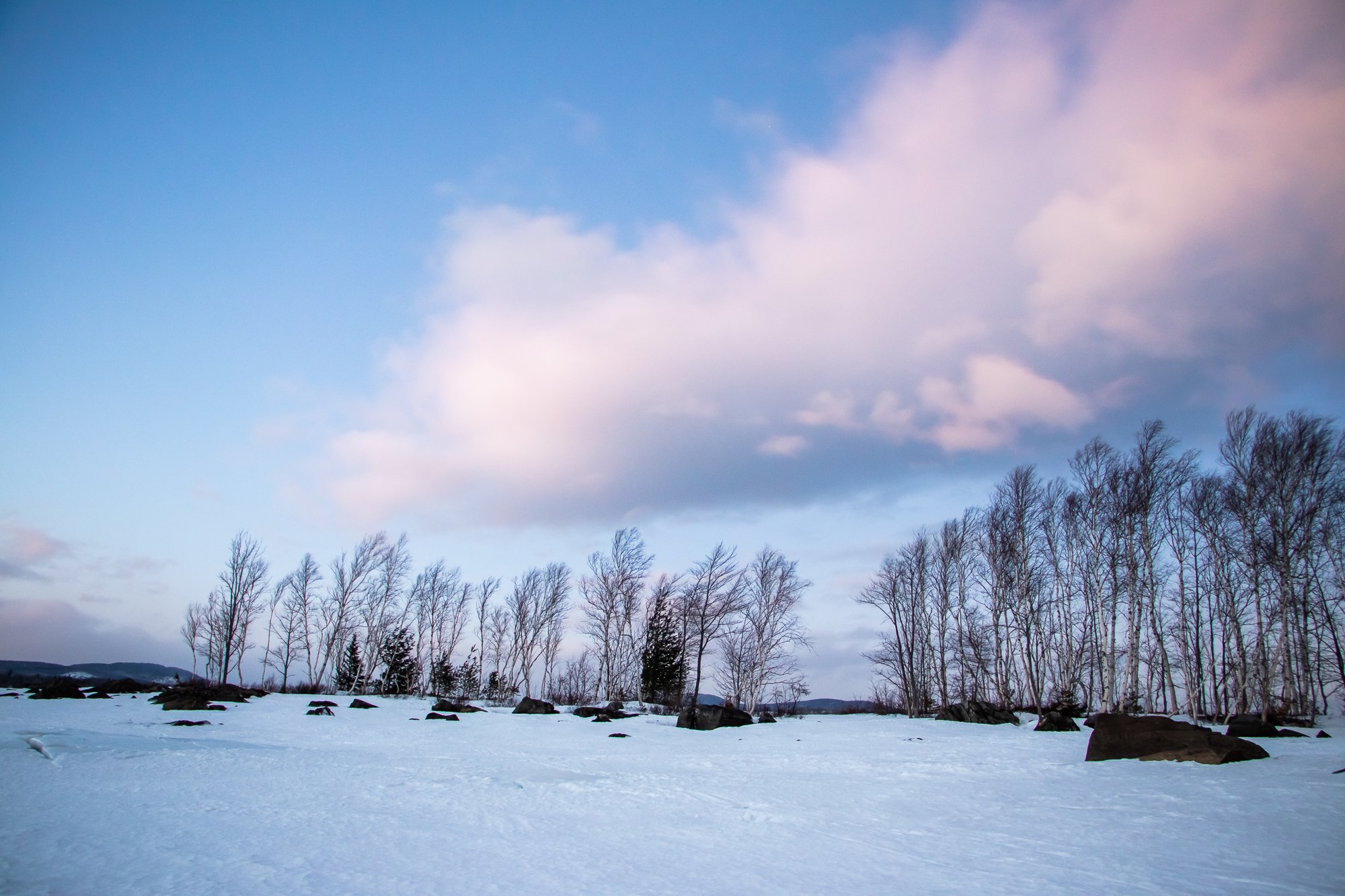 birches-2.jpg