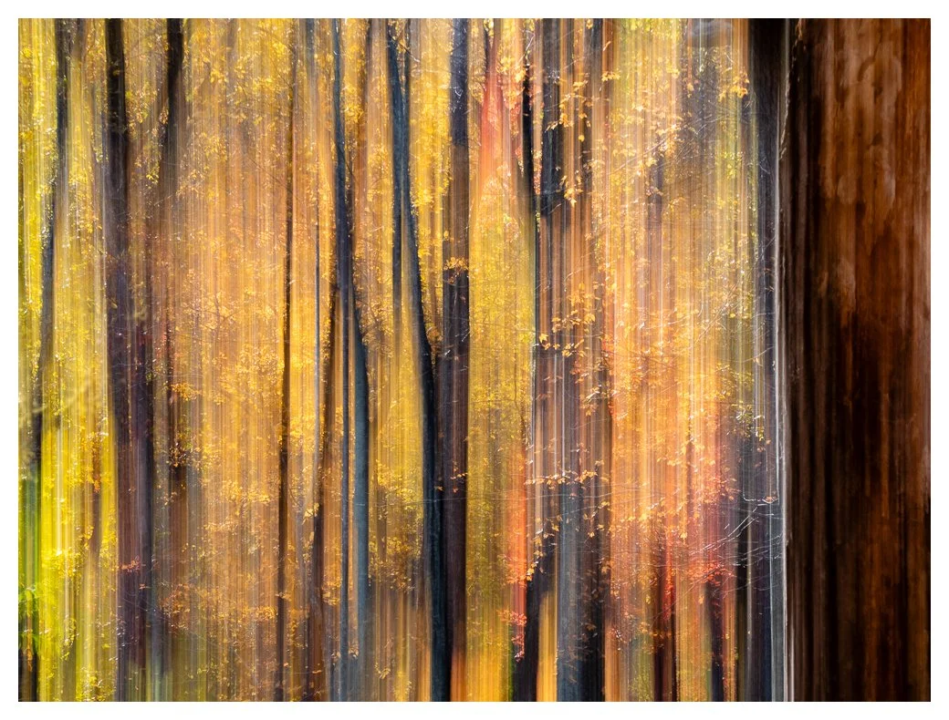 Fall foliage movement.jpg