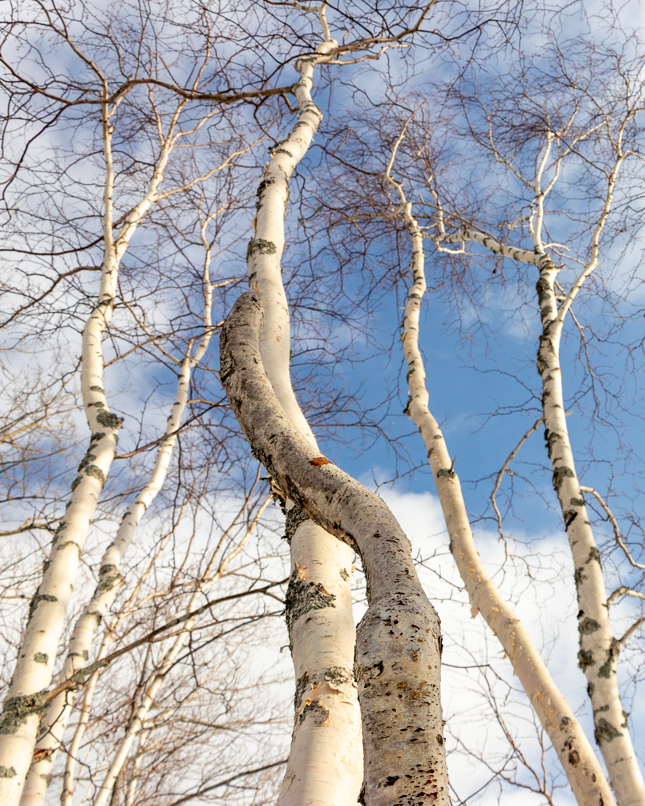 birches-3.jpg