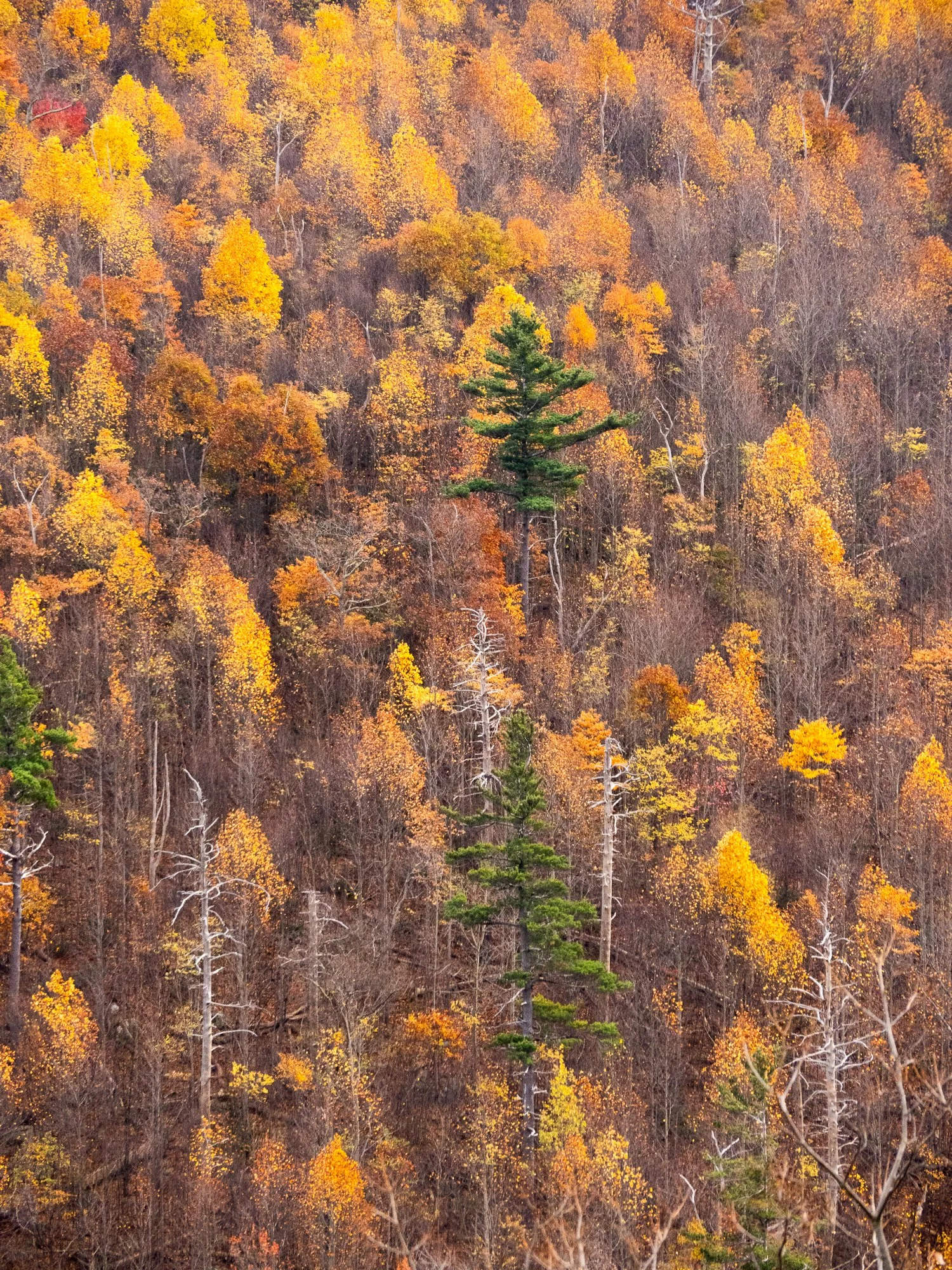 Fall Color, Shenandoah Virginia