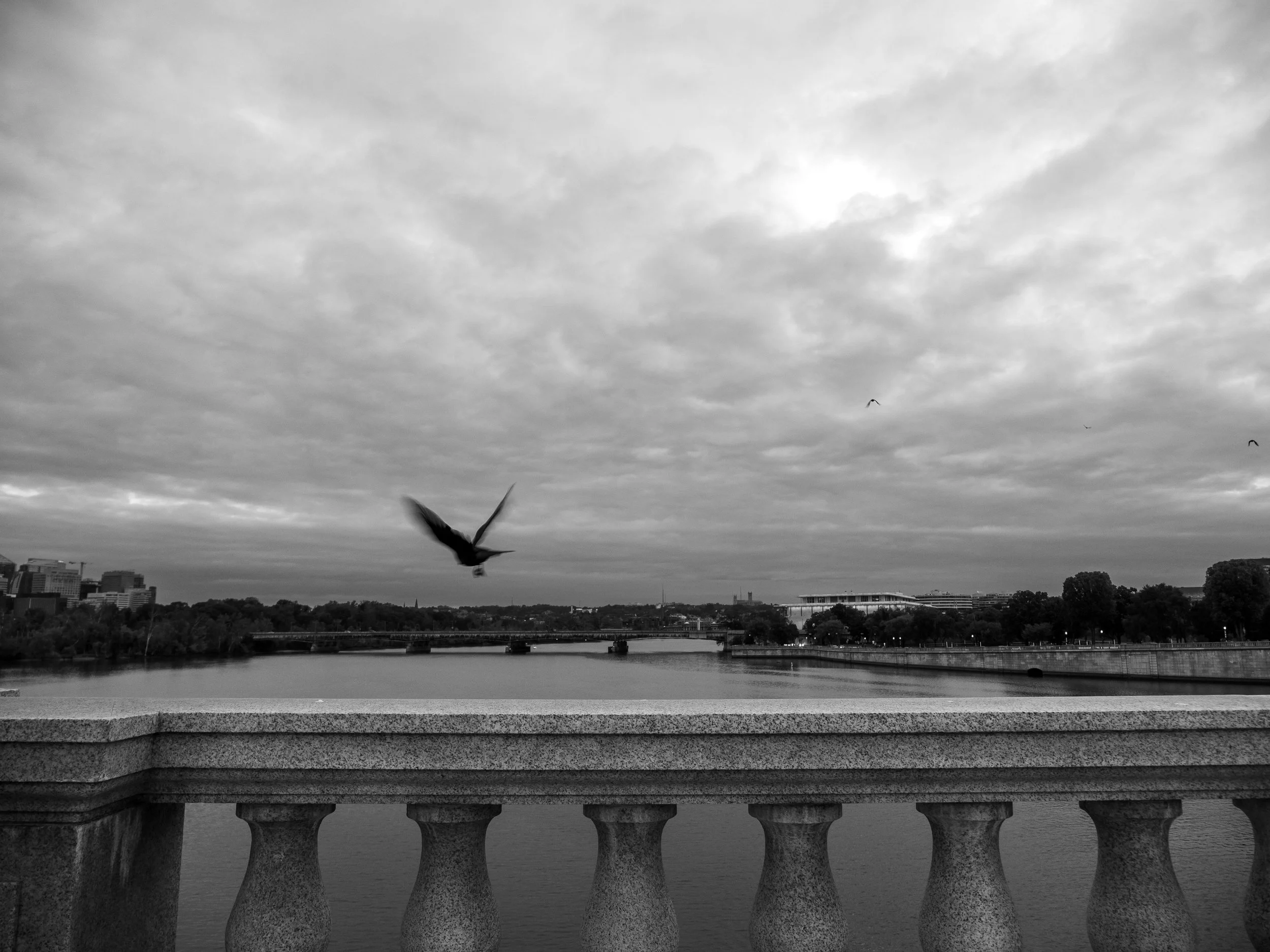 Oct-11-Crows leaving Memorial Bridge-full.jpg