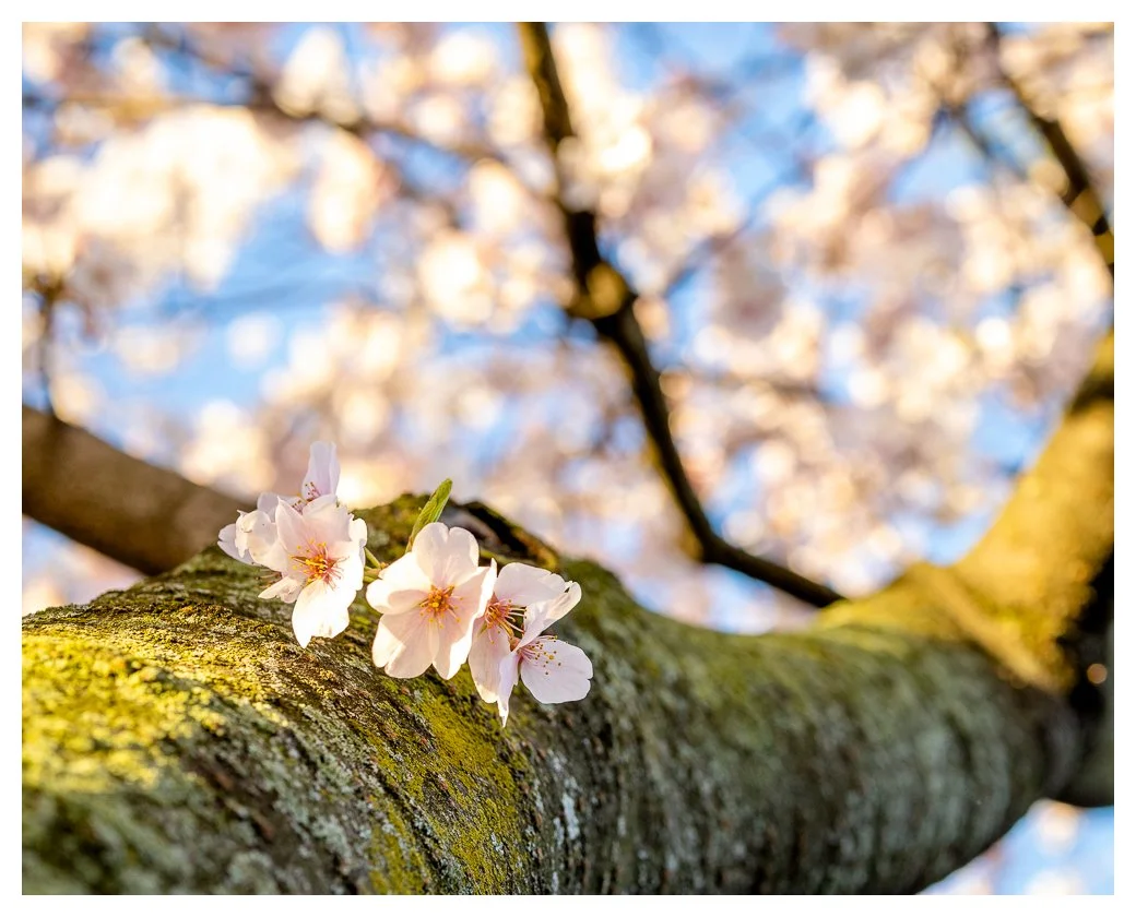 Cherry blossoms and mossy branch.jpg