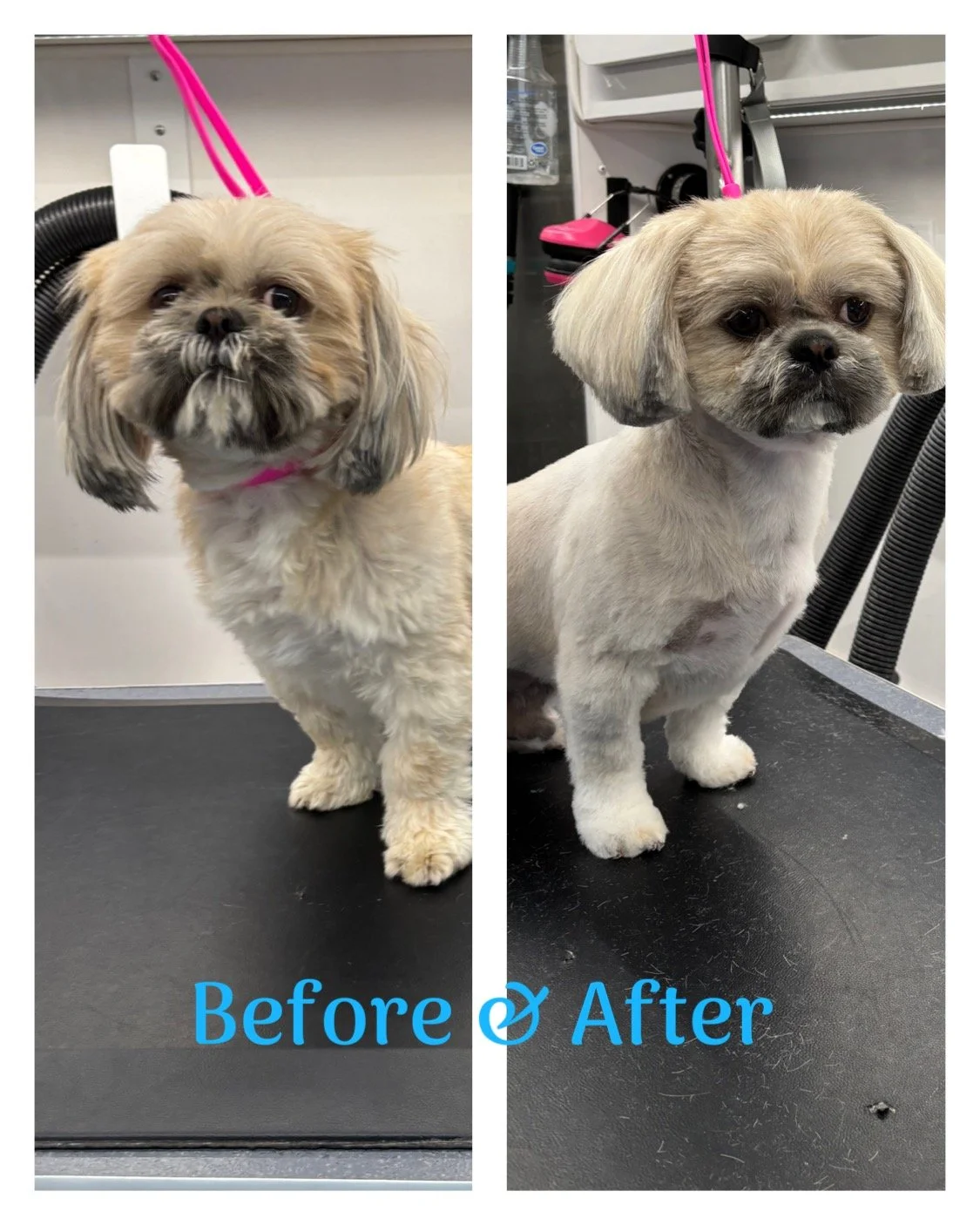 IMG_1230.jpeg