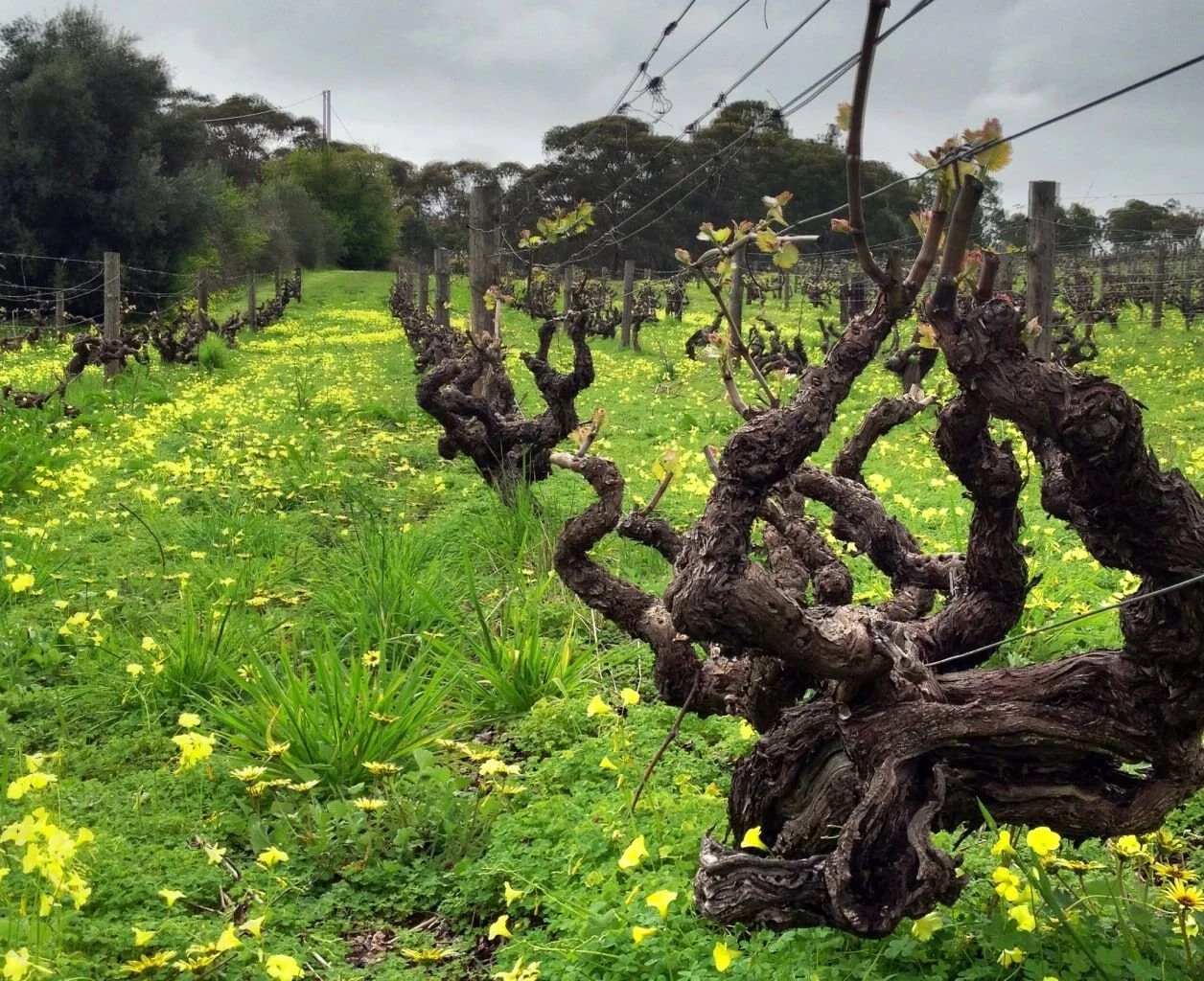 WENDOUREE_Wine Event 2026 Sydney.jpg