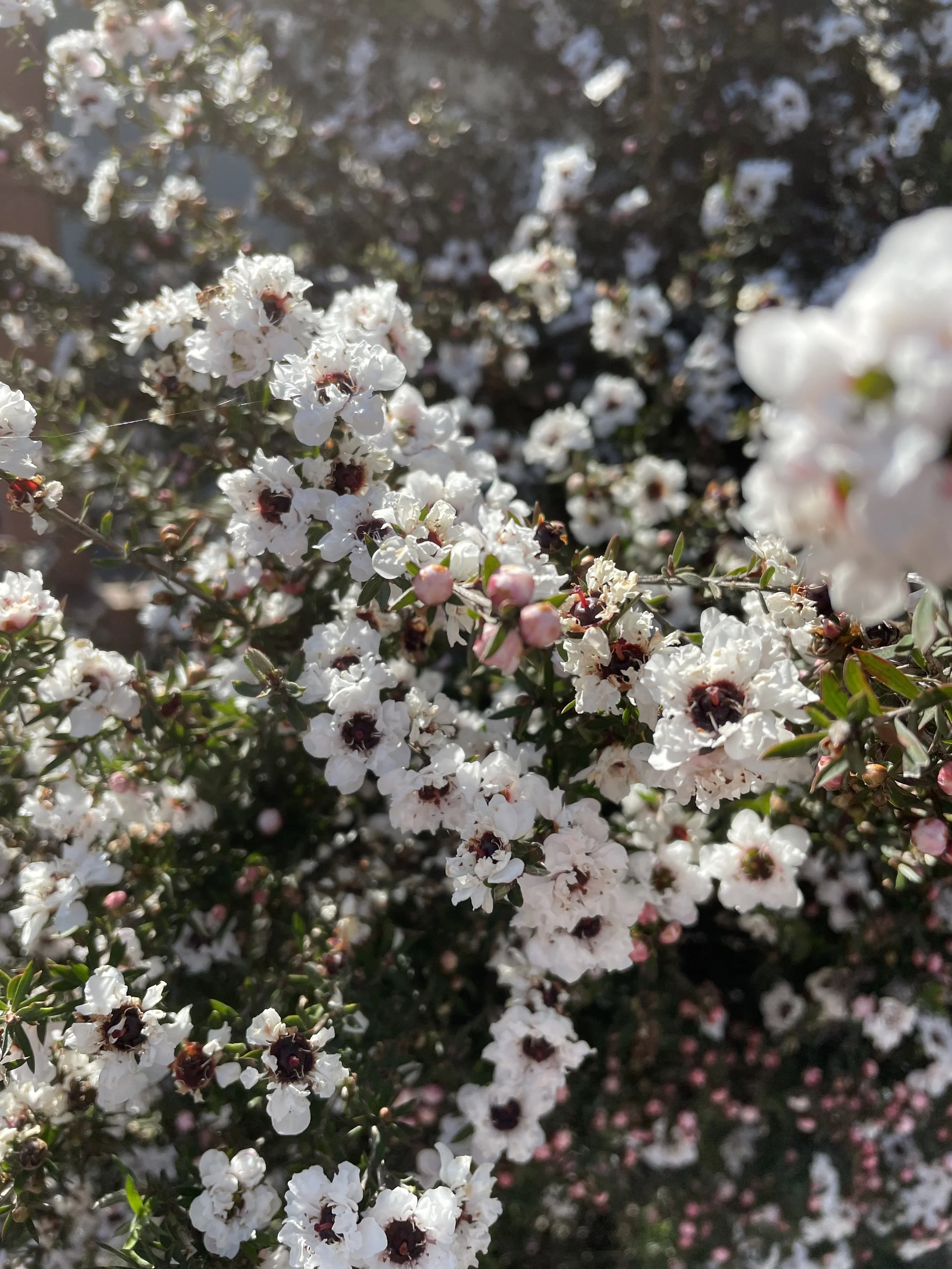 Close-up of flowering bush with small white blossoms and dark centers