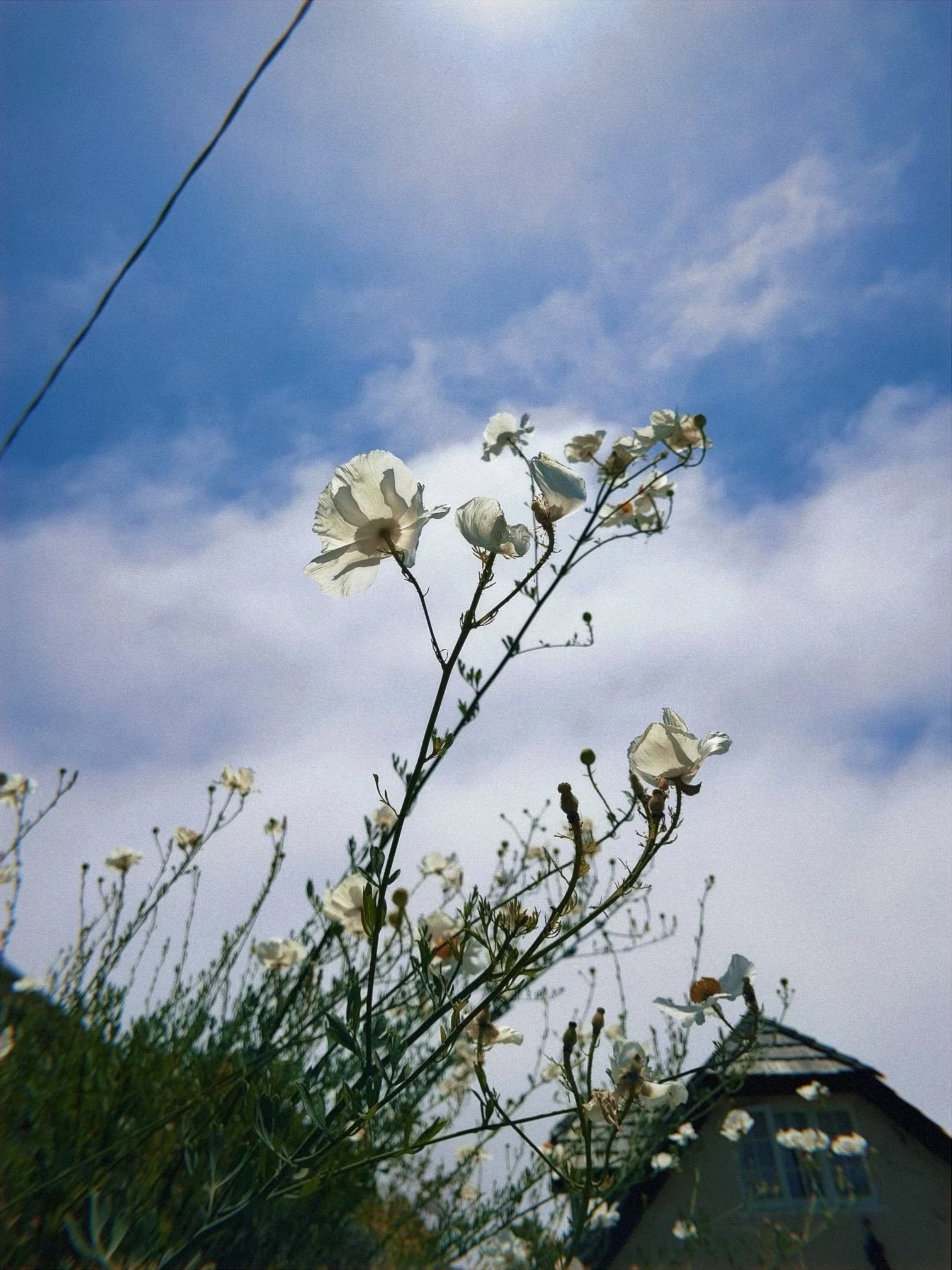 White flowers against a blue sky, with a distant house visible.