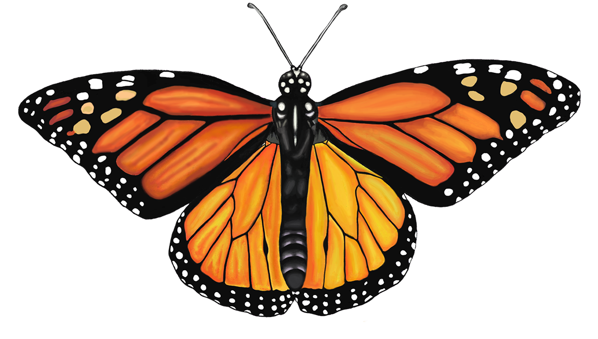 Colorful butterfly with orange and black wings with white spots, seen from above.