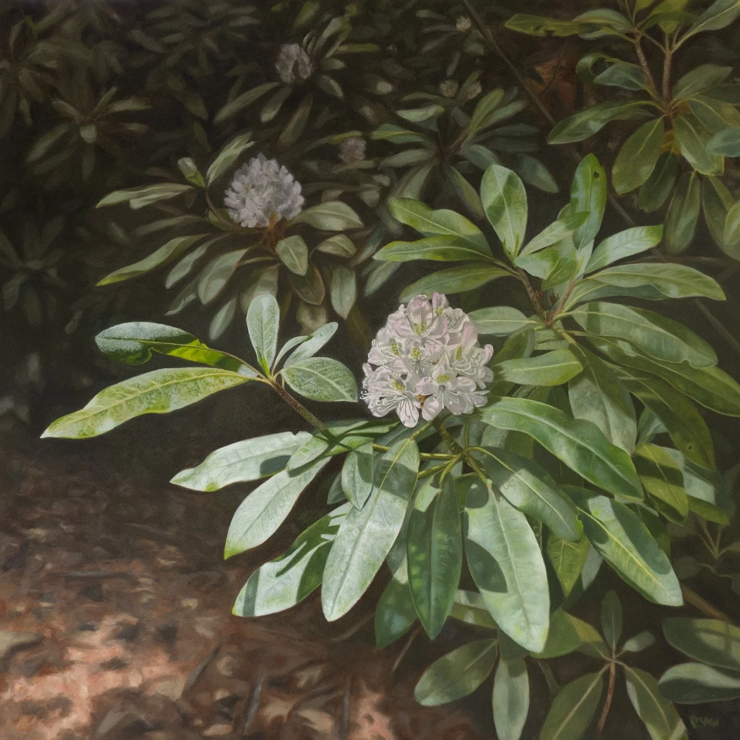 Rhododendron Maximum Thicket