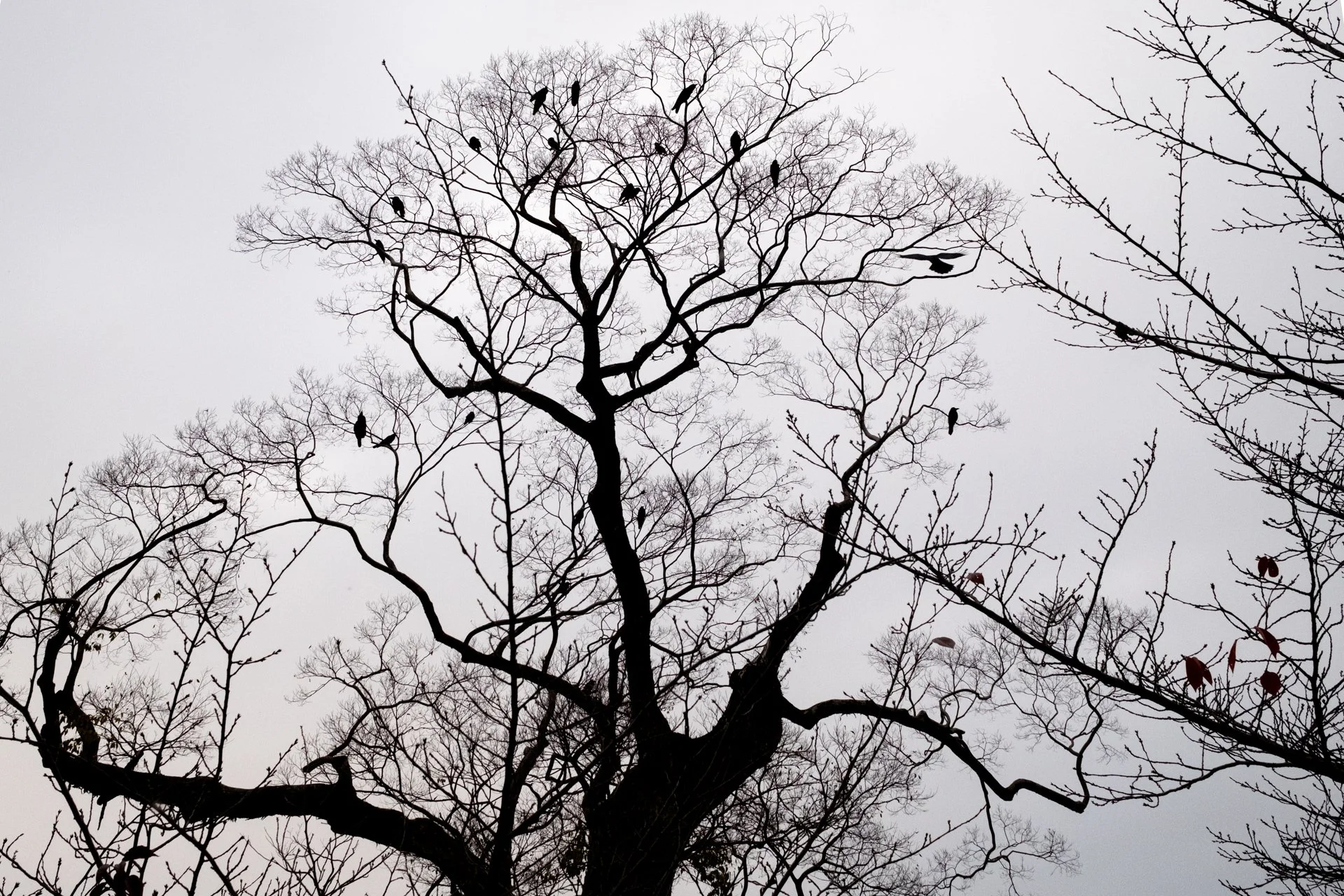 Kyoto_2025_Nov_F_8217.jpg
