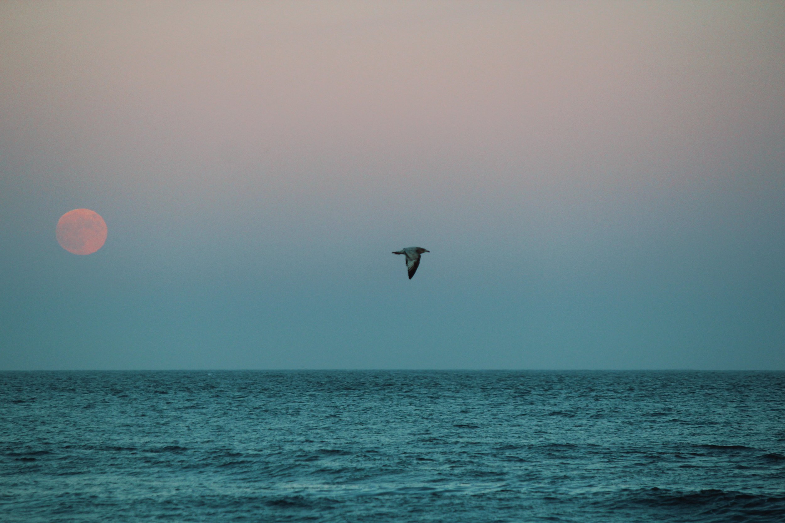 bird ocean.jpg