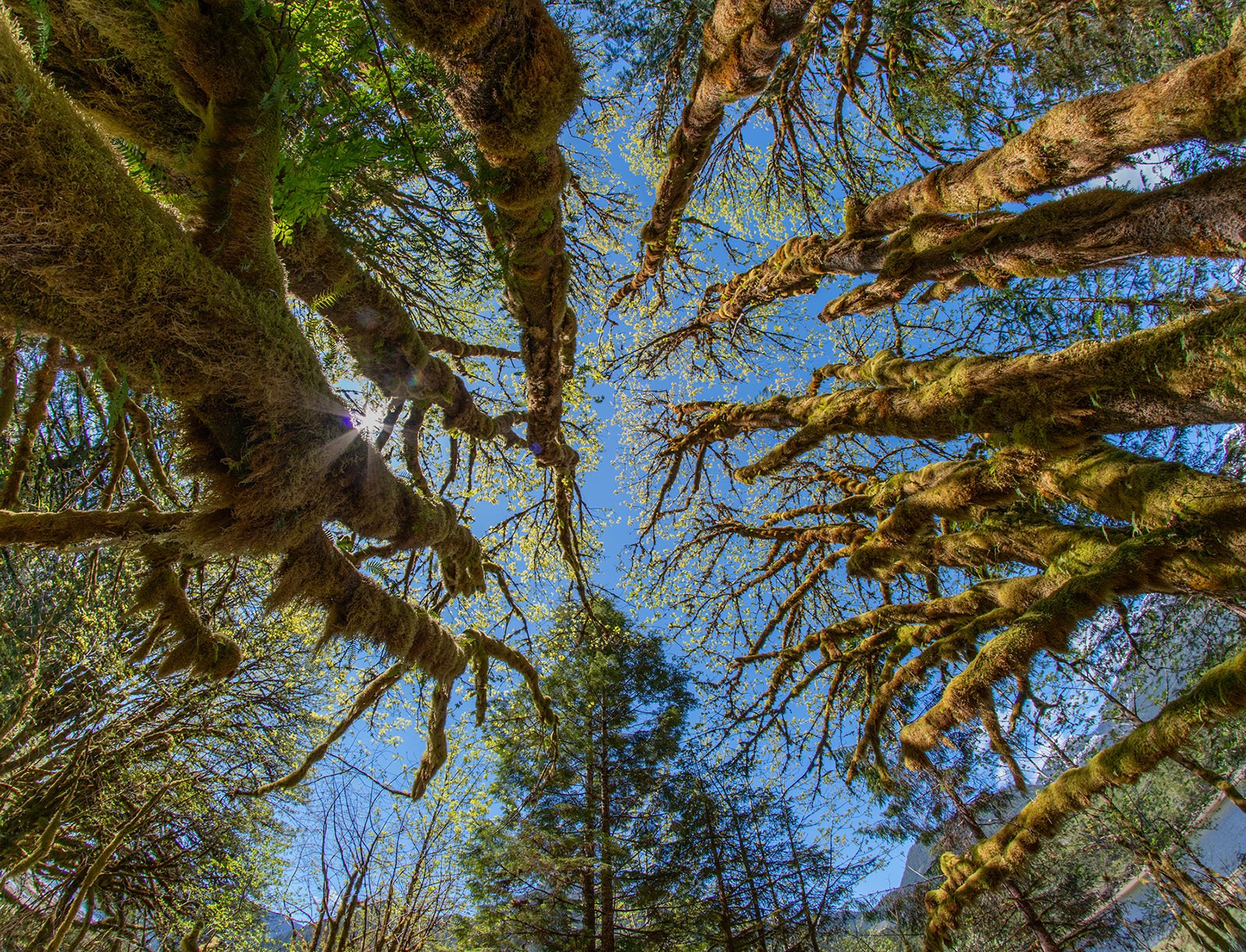 An aerial view of some sandy brown tree trunks growing up into the sky, and light green leaves dotting their branches