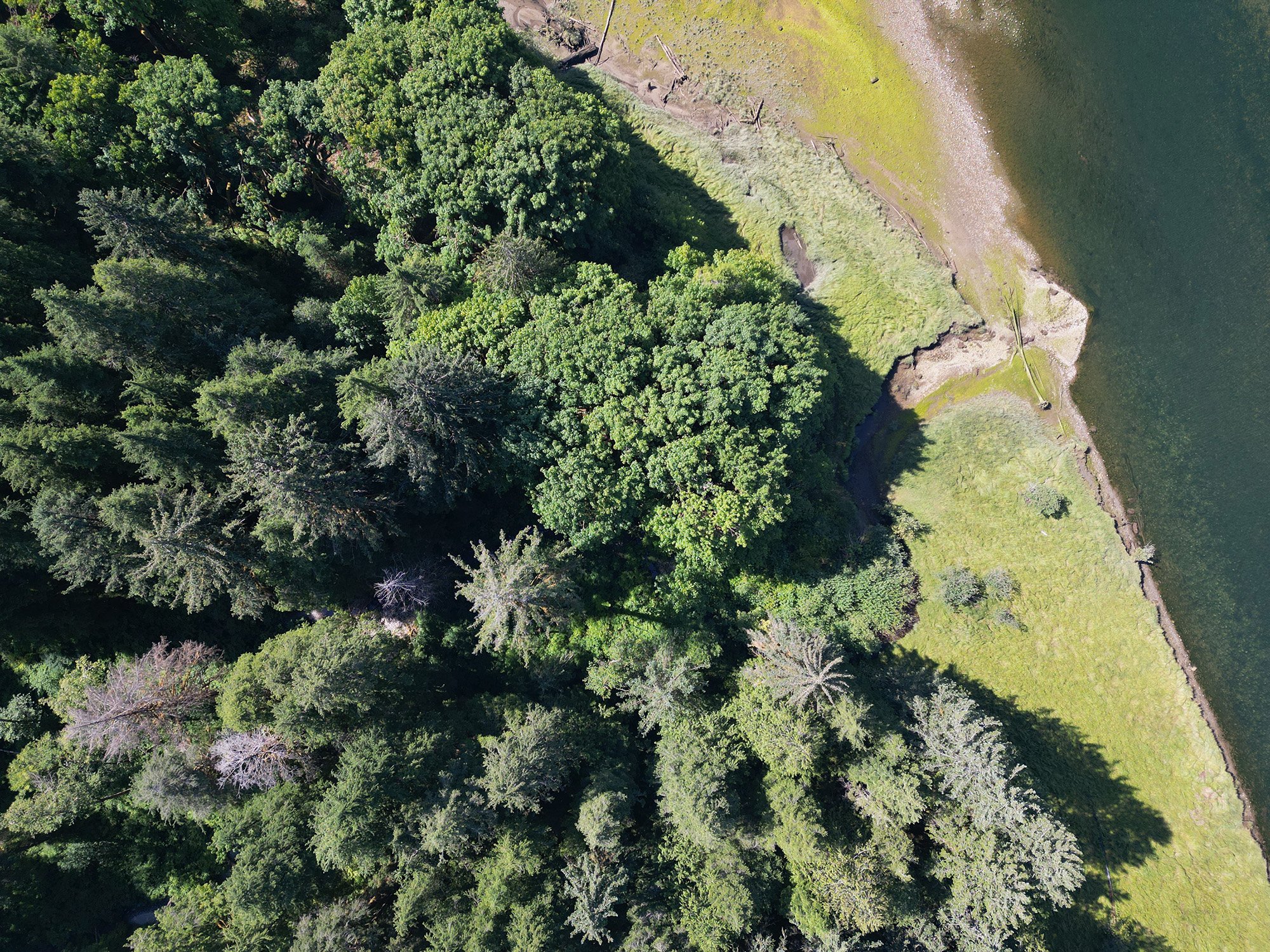 An aerial view of a shoreline. The shoreline is light green with grass, and to the left of the image begins a forest with different kinds of coastal trees in it