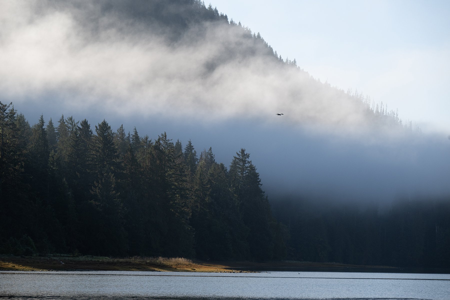 A beautiful coastal shoreline with trees along the shore, and misty mountains above. There's a bird flying through the mist