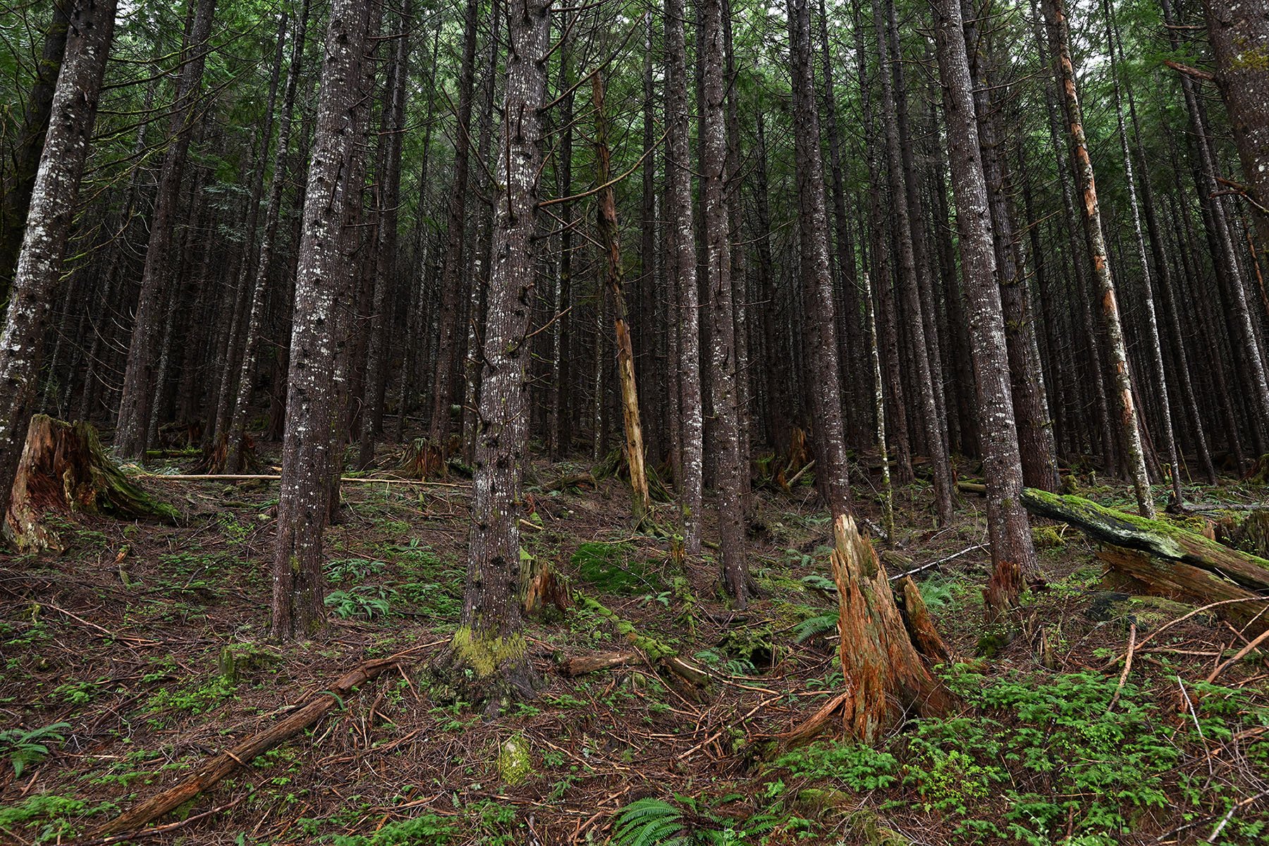 A forest with dark brown tree trunks, and one or two tree stumps in the foreground. There are clover-like plants and small ferns dotting the forest floor