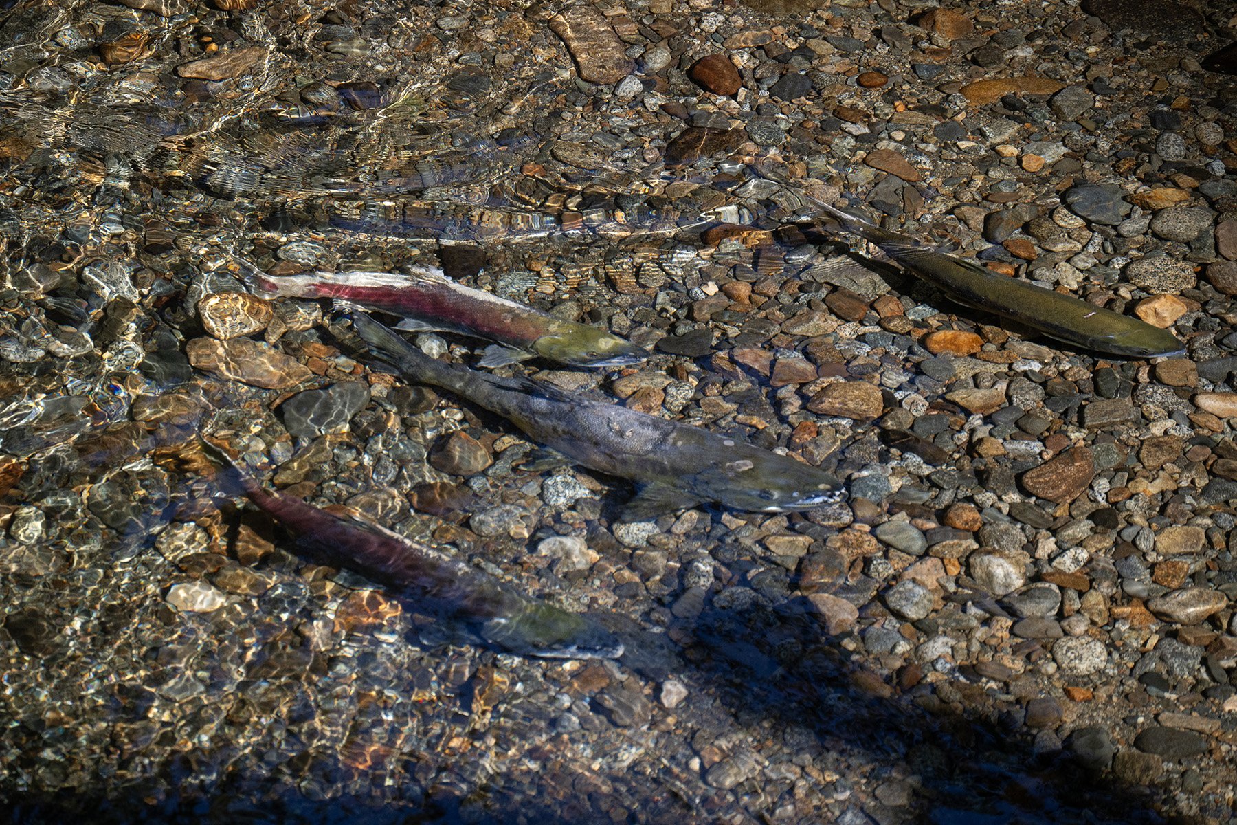 a few of a pebbly, rocky, shallow river bed with salmon swimming in it. the water is unbelievably, crystal clear!